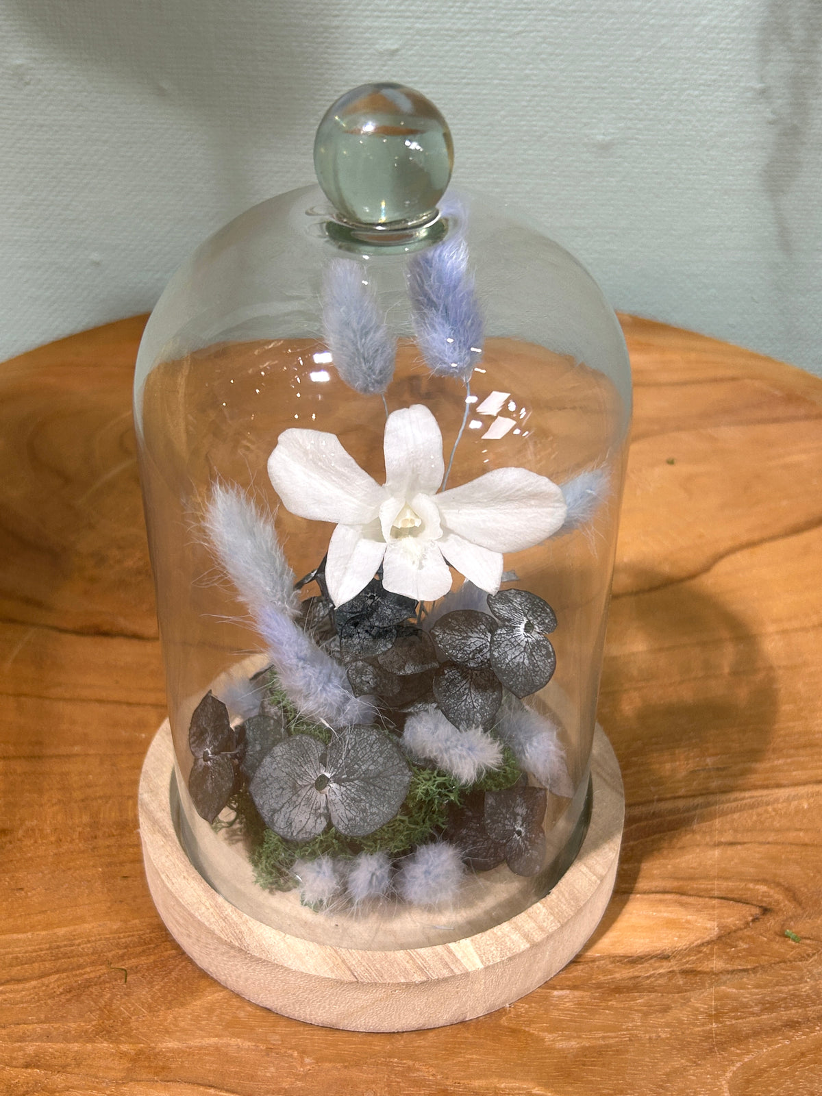 Orchidée blanche sous cloche en verre – Fleurs stabilisées Céleste