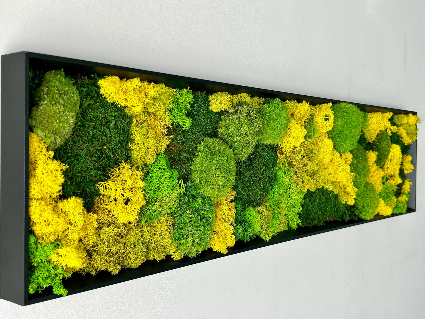 Tableau végétal stabilisé « Terra Nova »