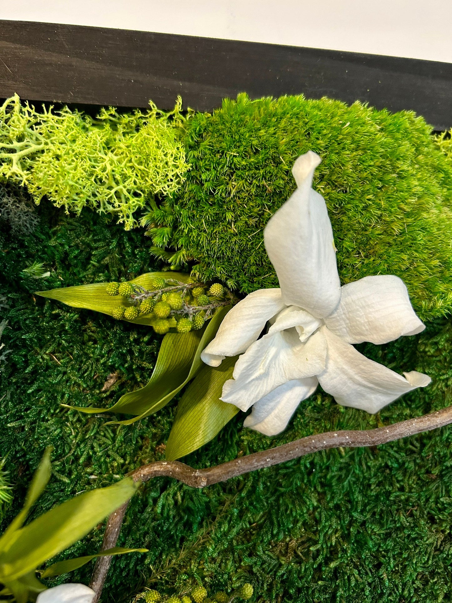 Tableau végétal stabilisé “Cattleya”