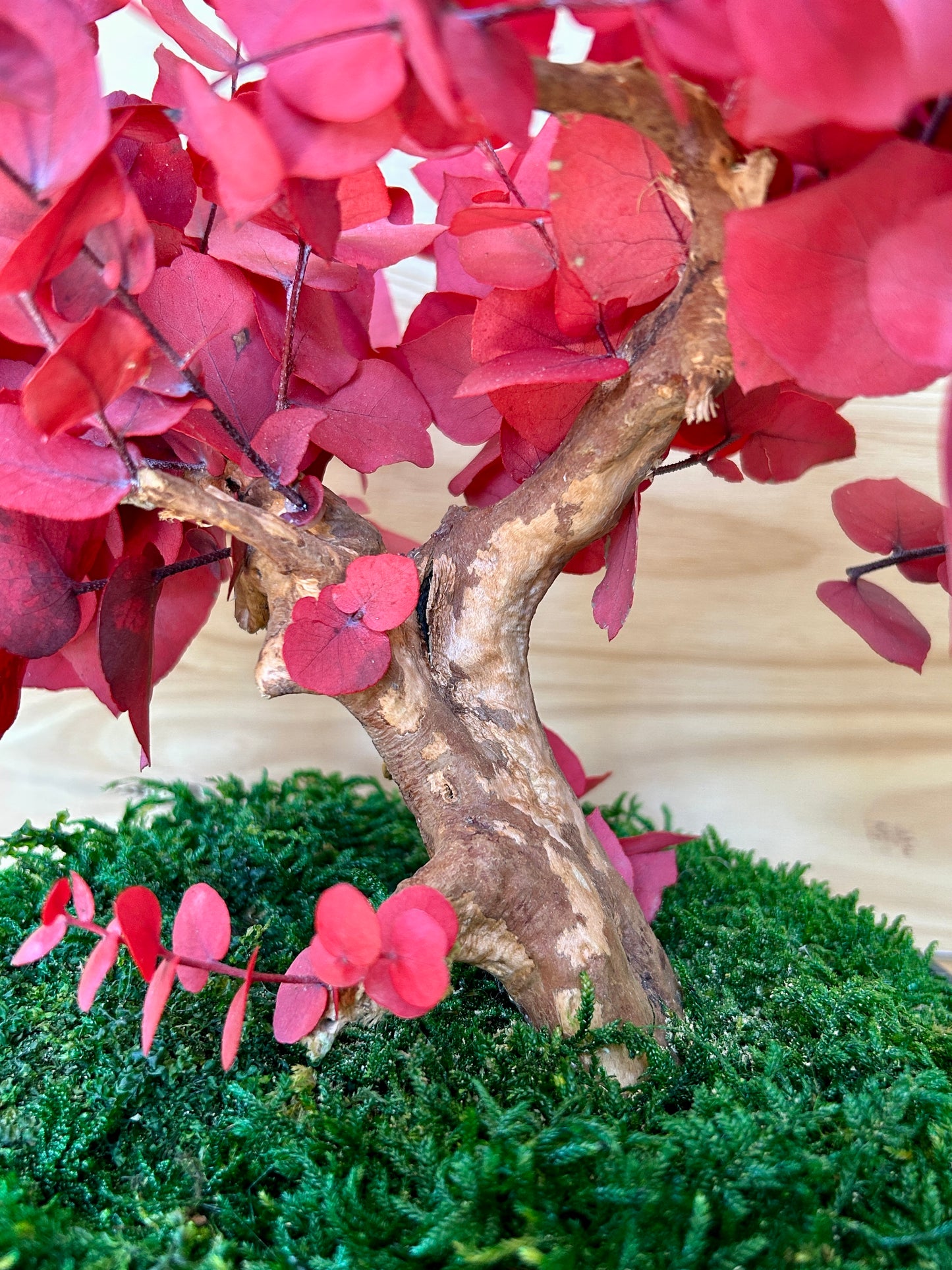 Feuillage rouge d’eucalyptus stabilisé 