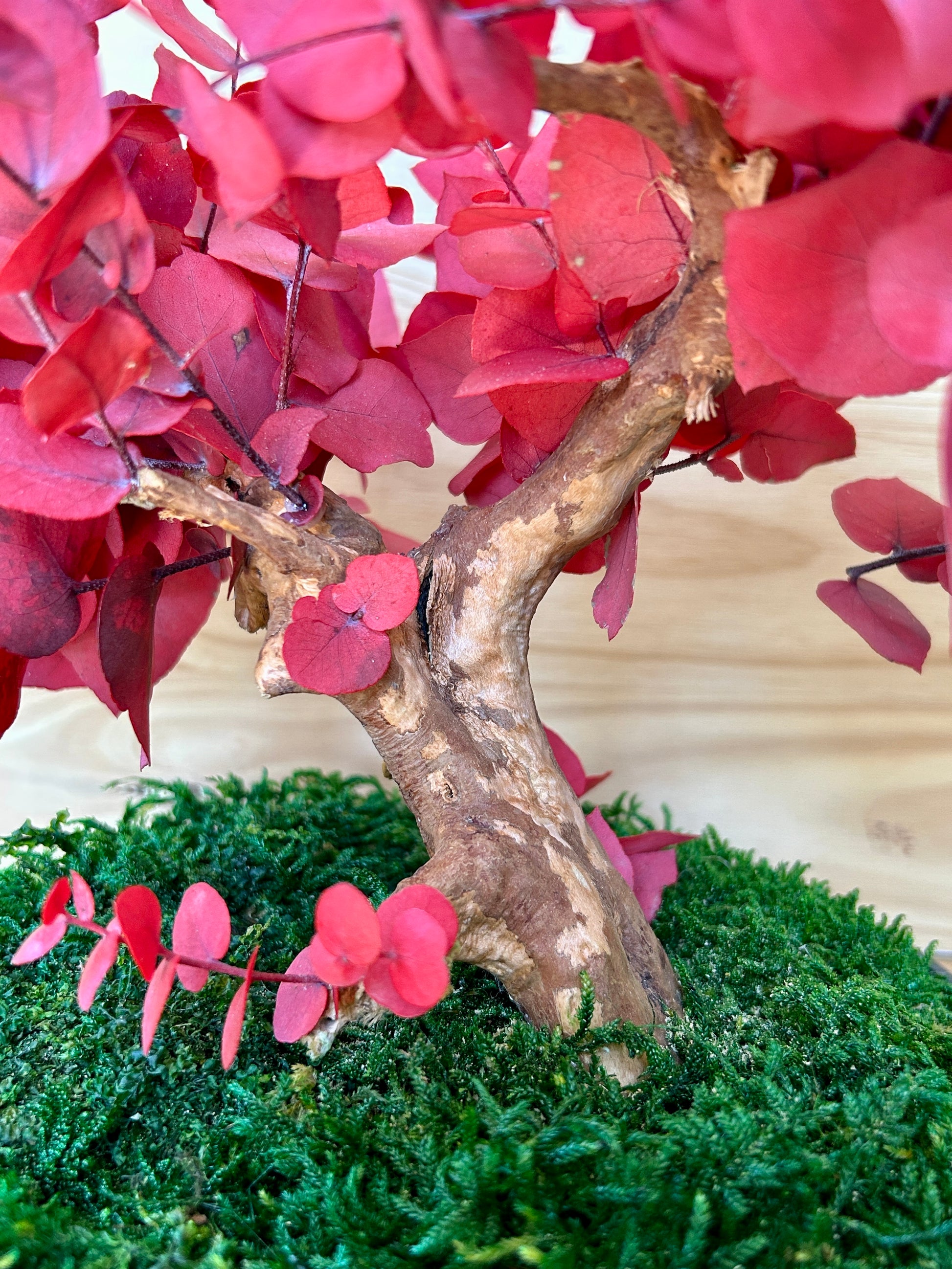 Feuillage rouge d’eucalyptus stabilisé 