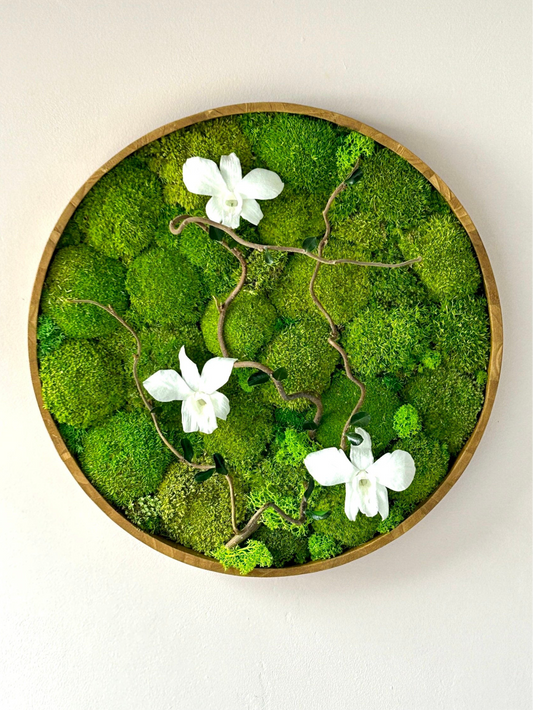 Cadre végétal stabilisé “Éden”