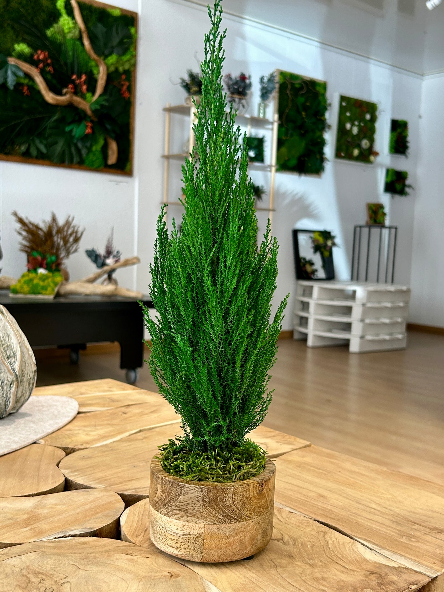 Cyprès stabilisé en pot en bois de teck