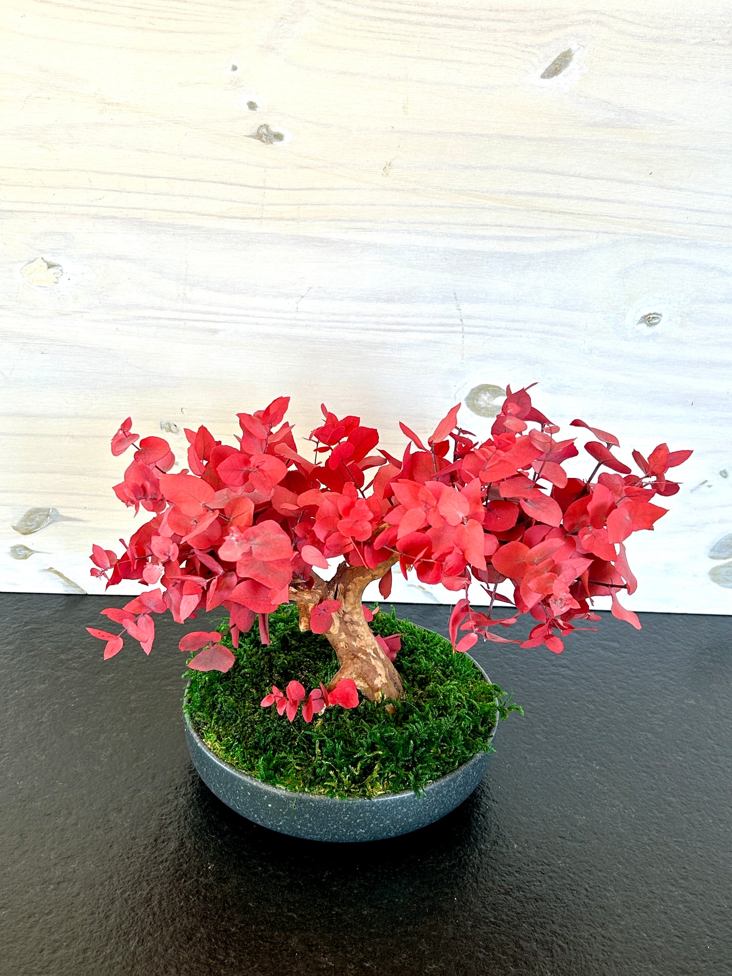 Petit bonsaï décoratif en eucalyptus stabilisé rouge.
