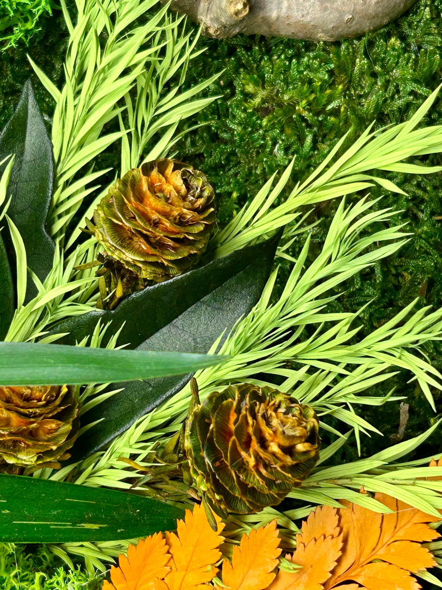 Tableau végétal stabilisé « Constança »