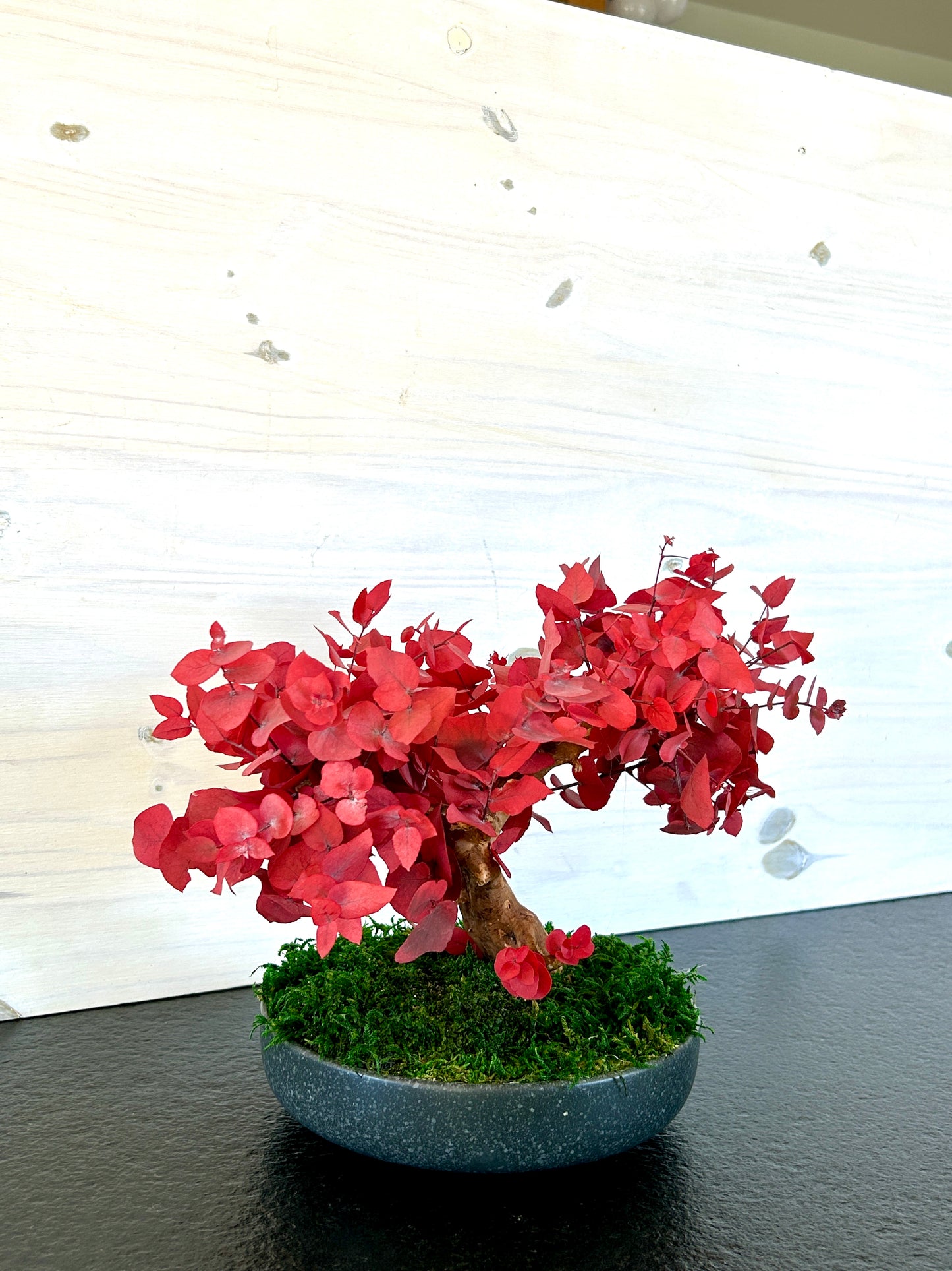Arbre décoratif en eucalyptus stabilisé rouge, style bonsaï