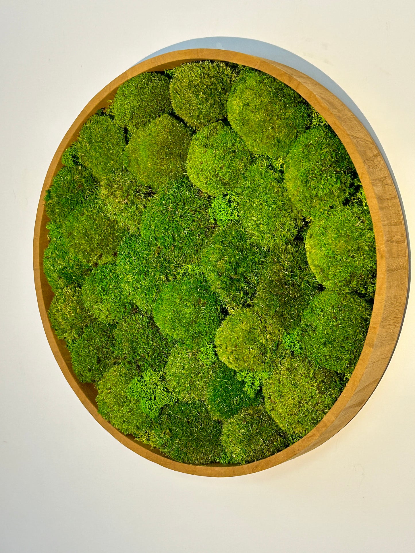 Tableau végétal stabilisé “Oasis”