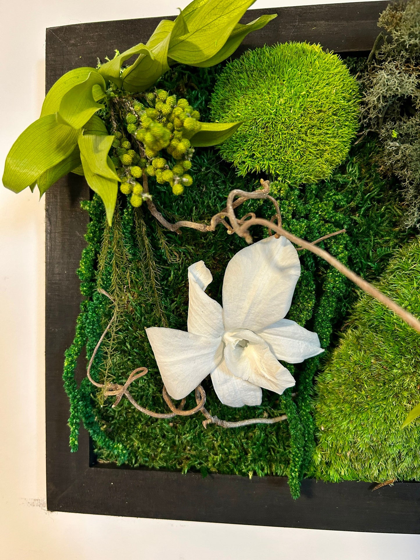Tableau végétal stabilisé “Cattleya”