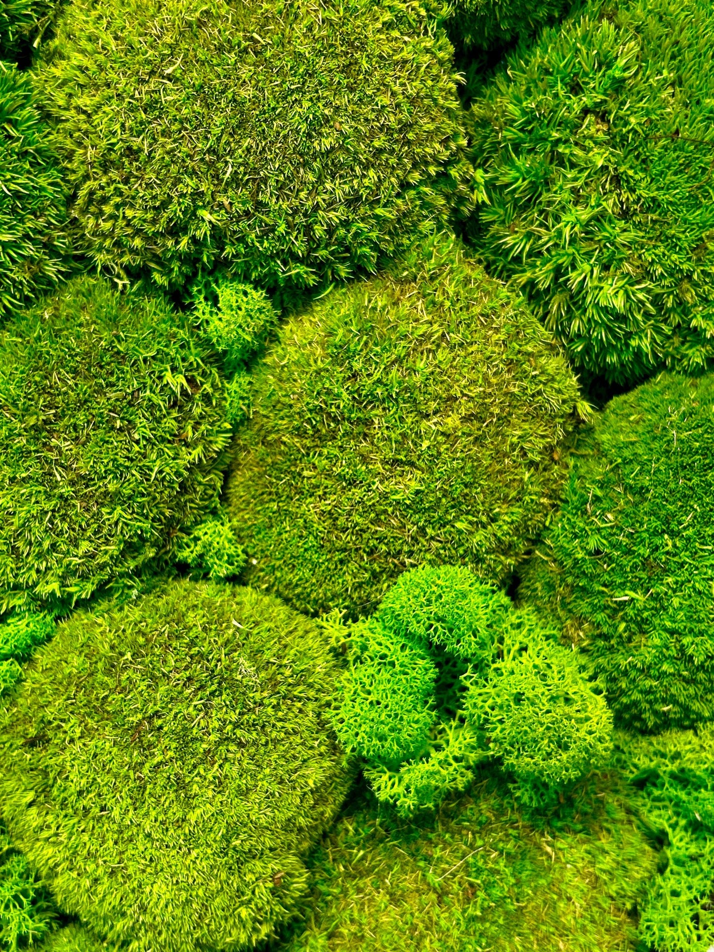 Tableau végétal stabilisé “Oasis”
