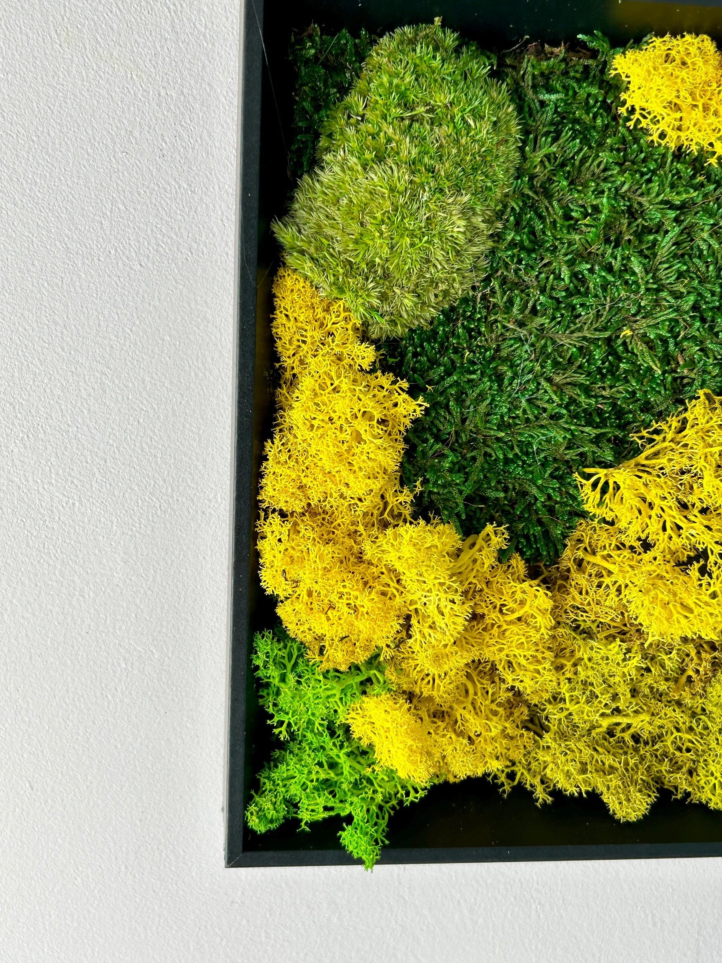 Tableau végétal stabilisé « Terra Nova »