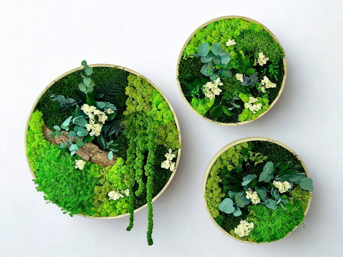 Lot de 3 tableaux végétaux stabilisés « Forêt Royale »