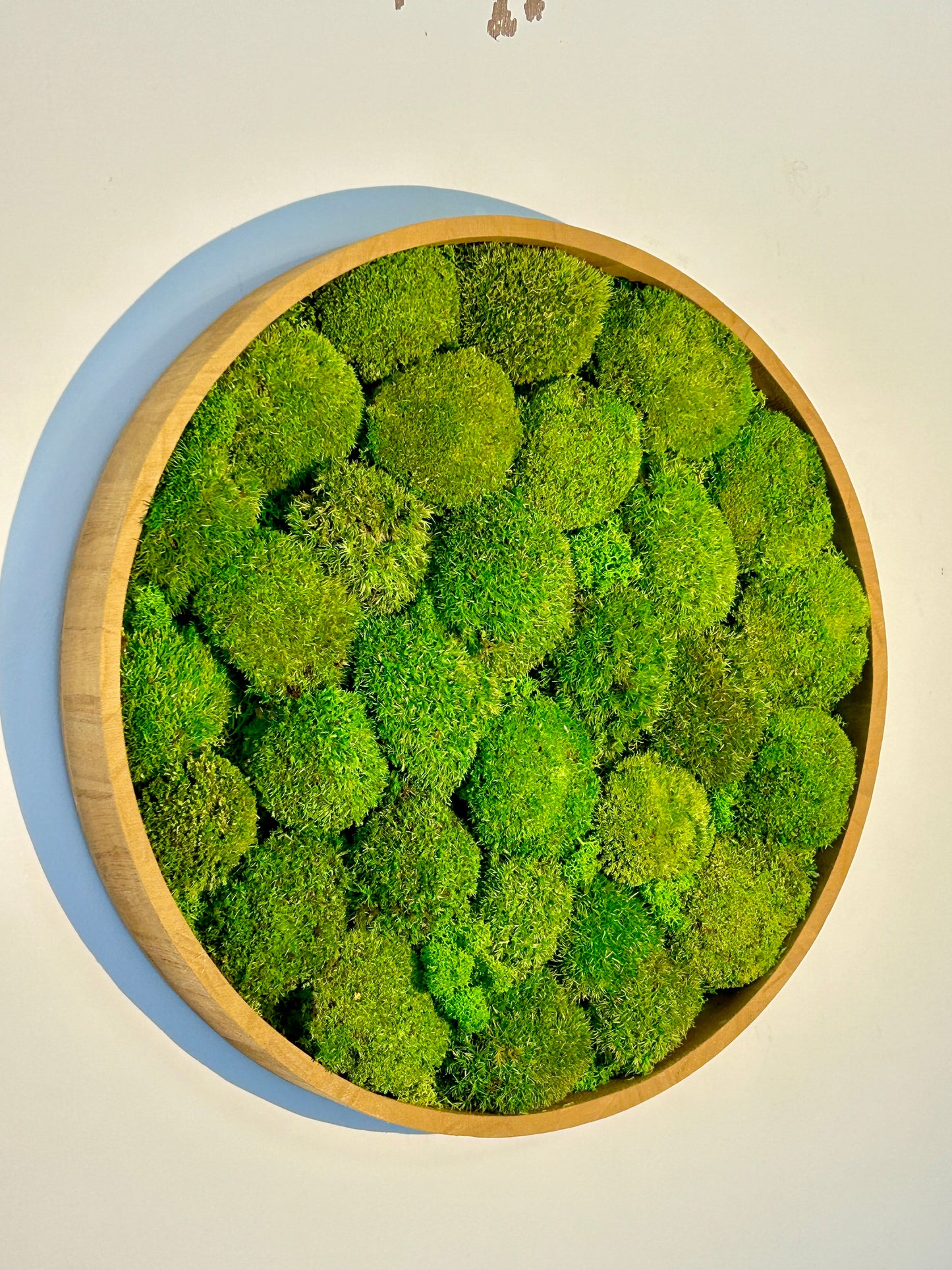 Tableau végétal stabilisé “Oasis”