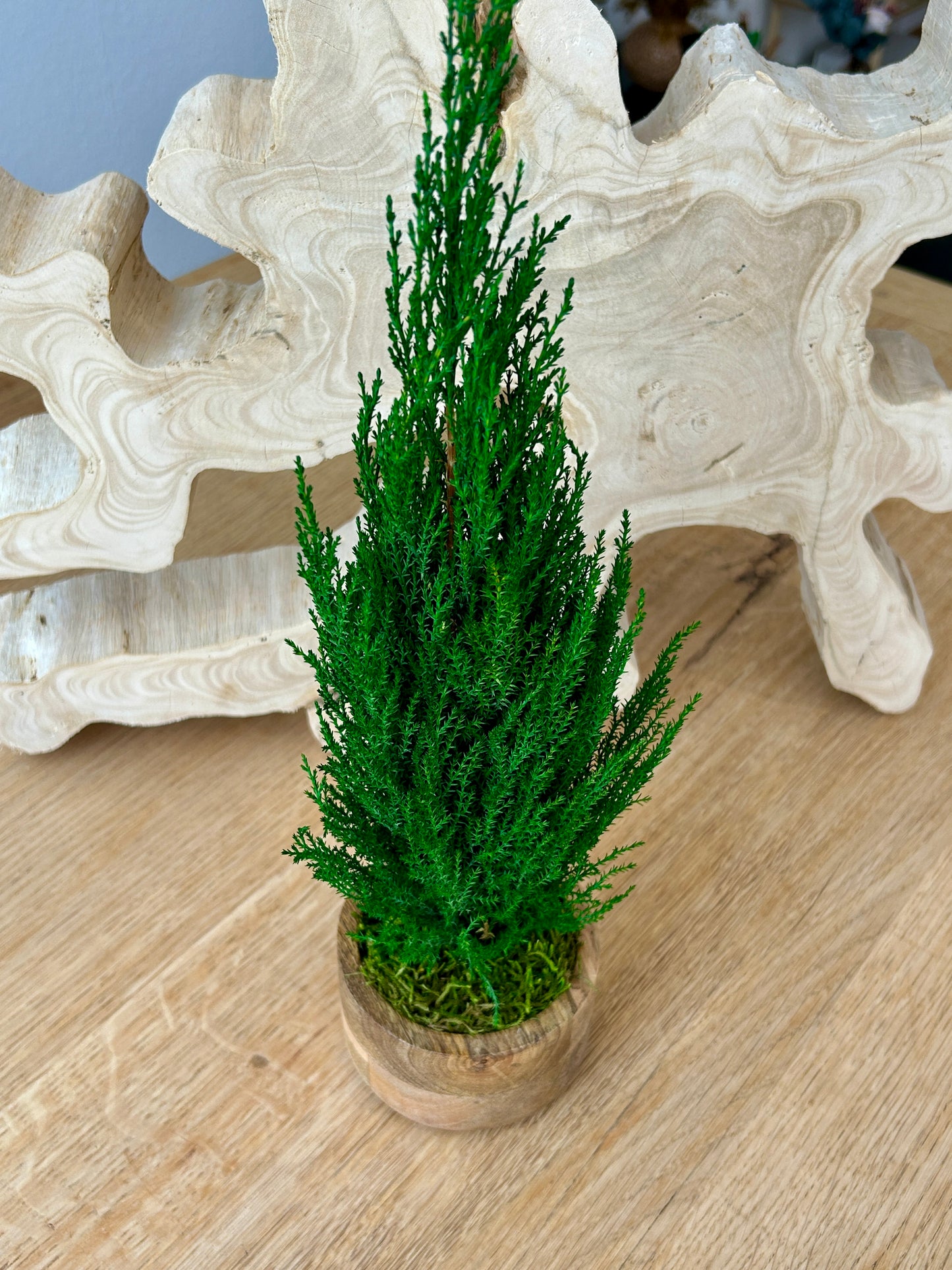 Cyprès stabilisé en pot en bois de teck