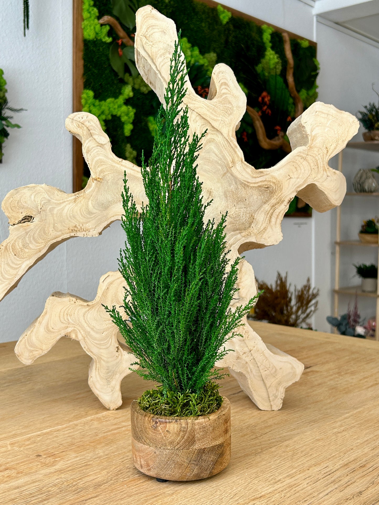 Cyprès stabilisé en pot en bois de teck