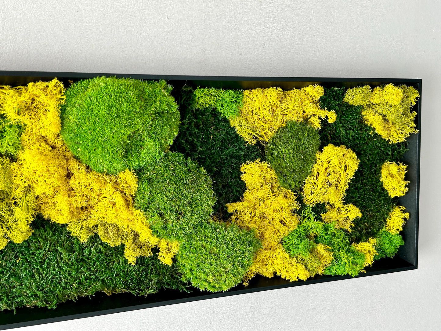 Tableau végétal stabilisé « Terra Nova »