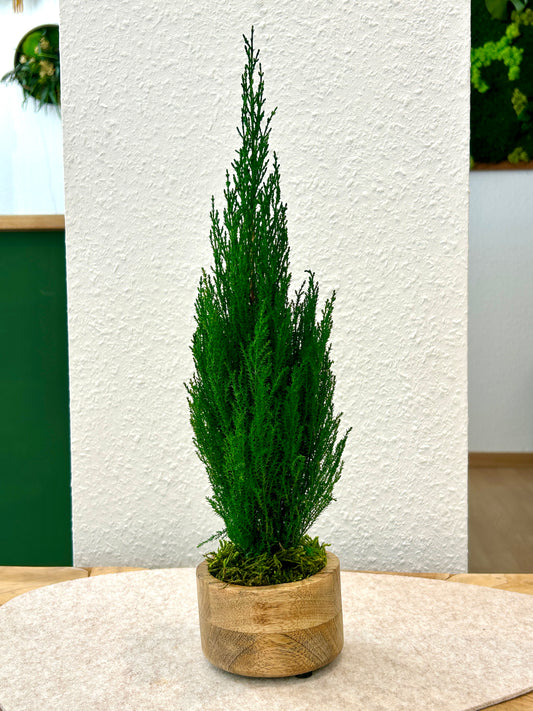 Cyprès stabilisé en pot en bois de teck