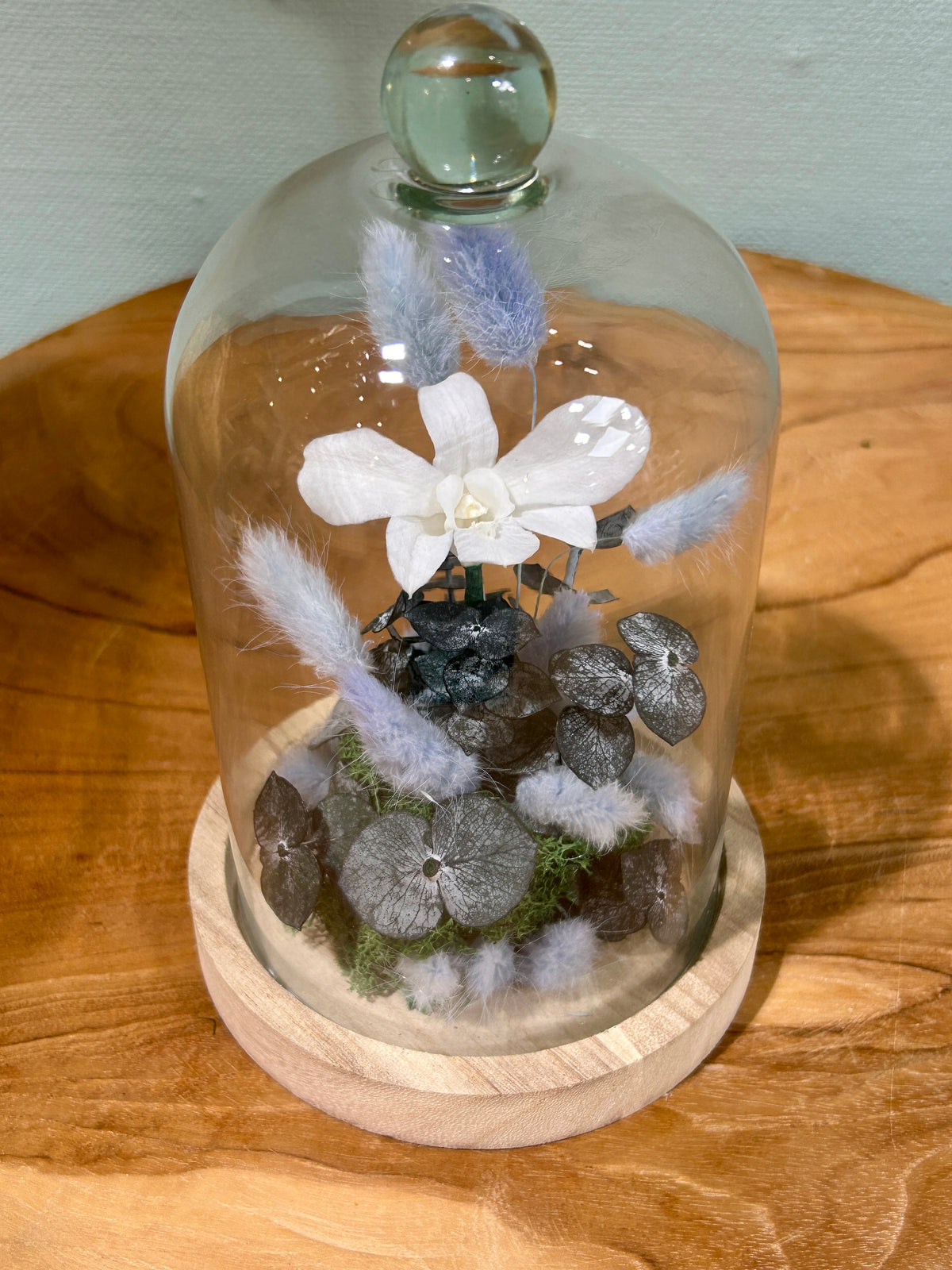 Orchidée blanche sous cloche en verre – Fleurs stabilisées Céleste