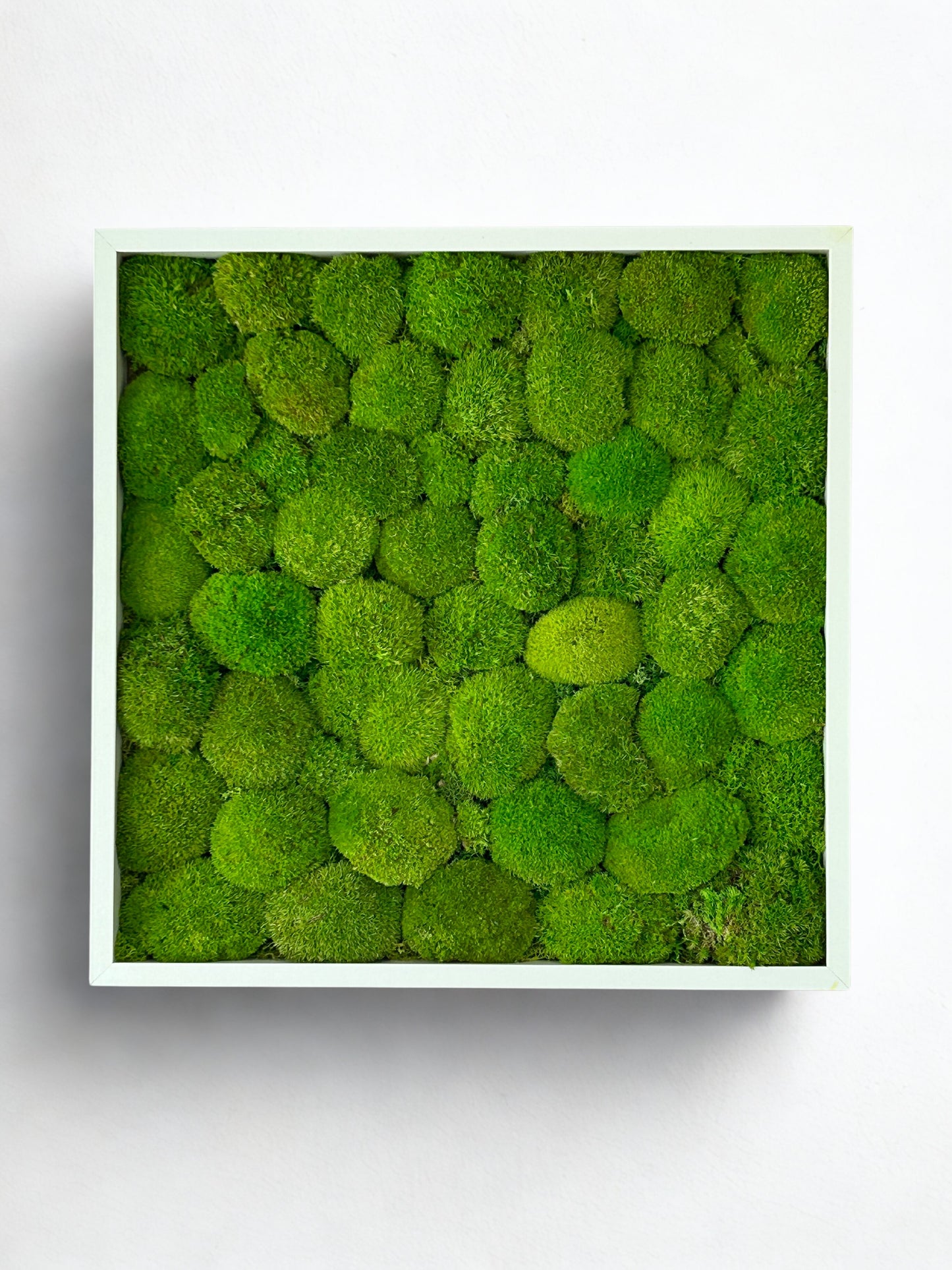 Tableau végétal stabilisé “Isla”