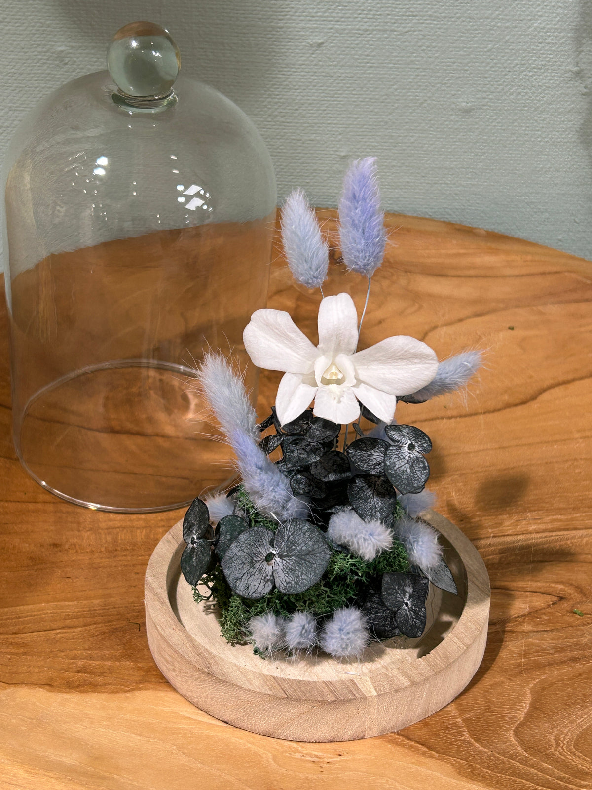 Orchidée blanche sous cloche en verre – Fleurs stabilisées Céleste