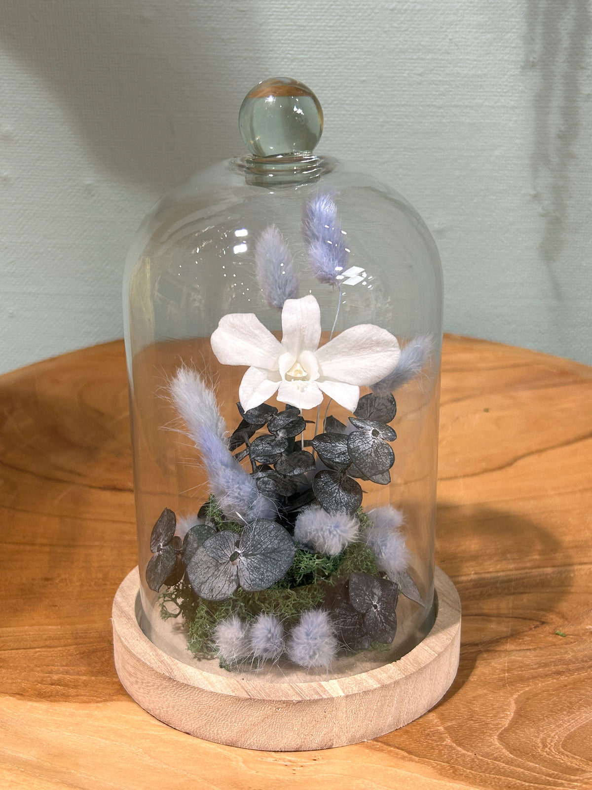 Orchidée blanche sous cloche en verre – Fleurs stabilisées Céleste