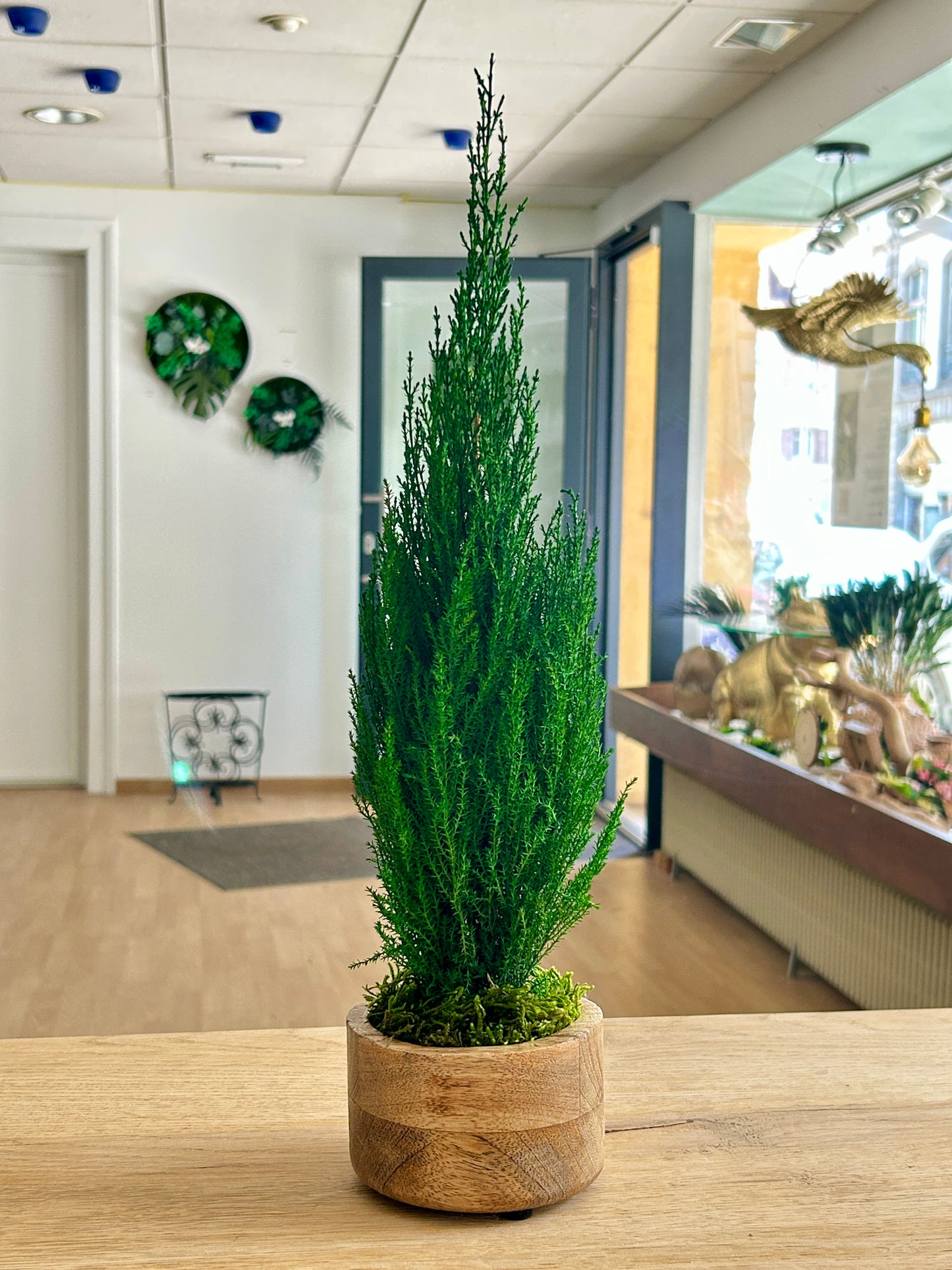 Cyprès stabilisé en pot en bois de teck