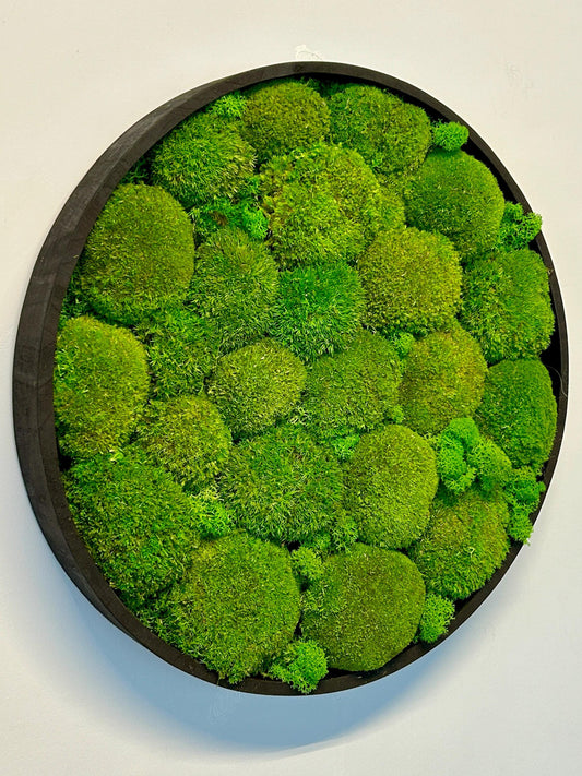Tableau végétal stabilisé “Oasis”
