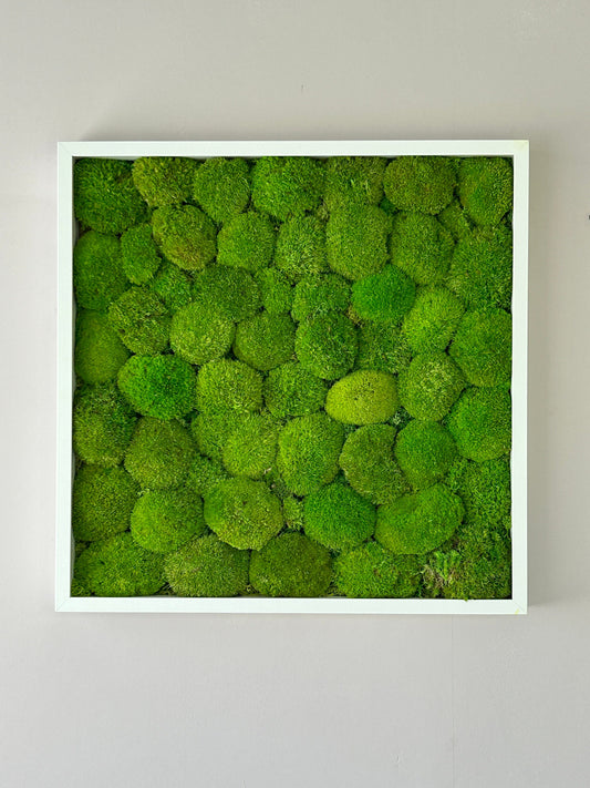 Tableau végétal stabilisé “Isla”