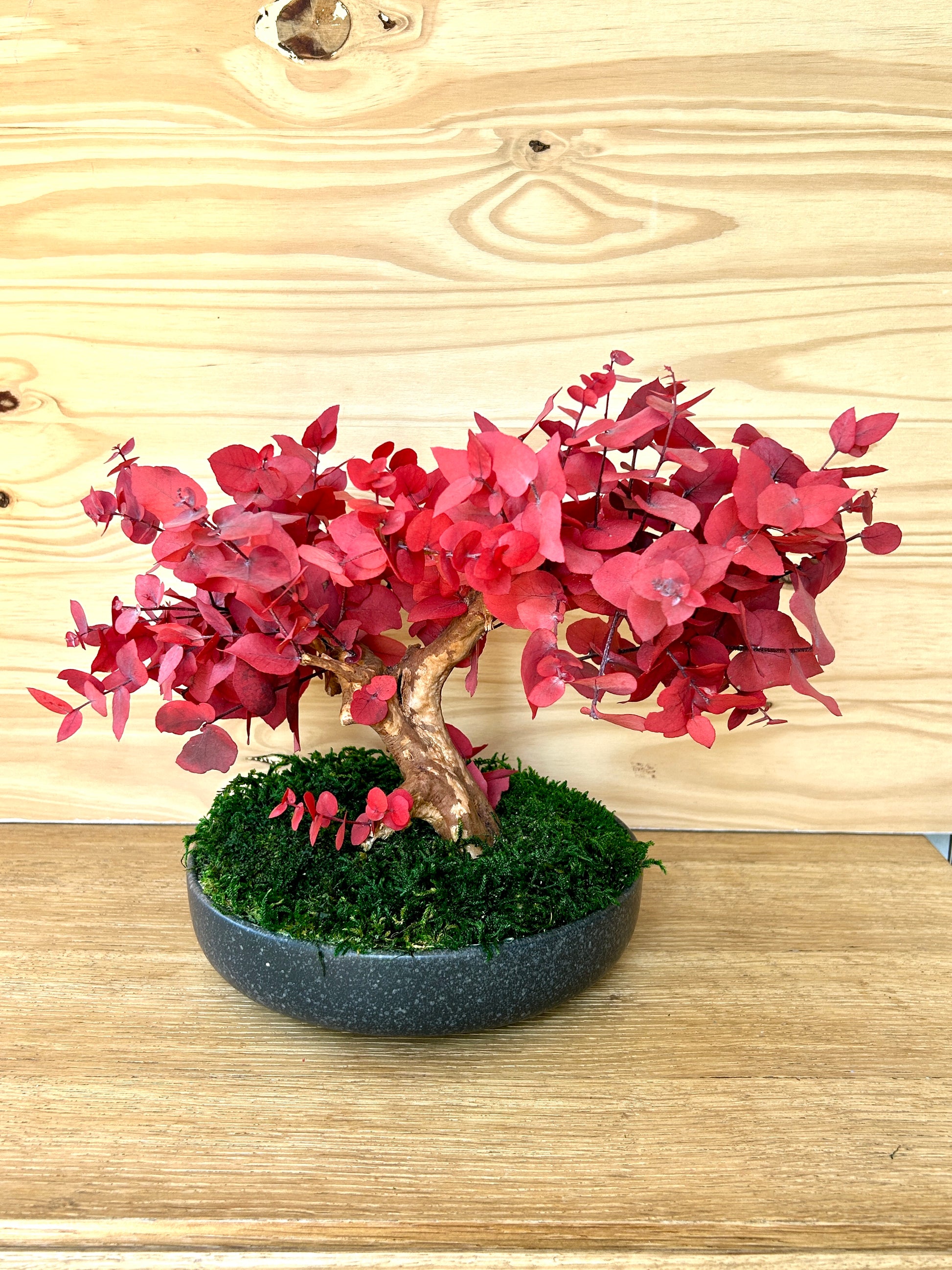 Bonsaï en eucalyptus stabilisé rouge dans un pot rond noir, vu de face.