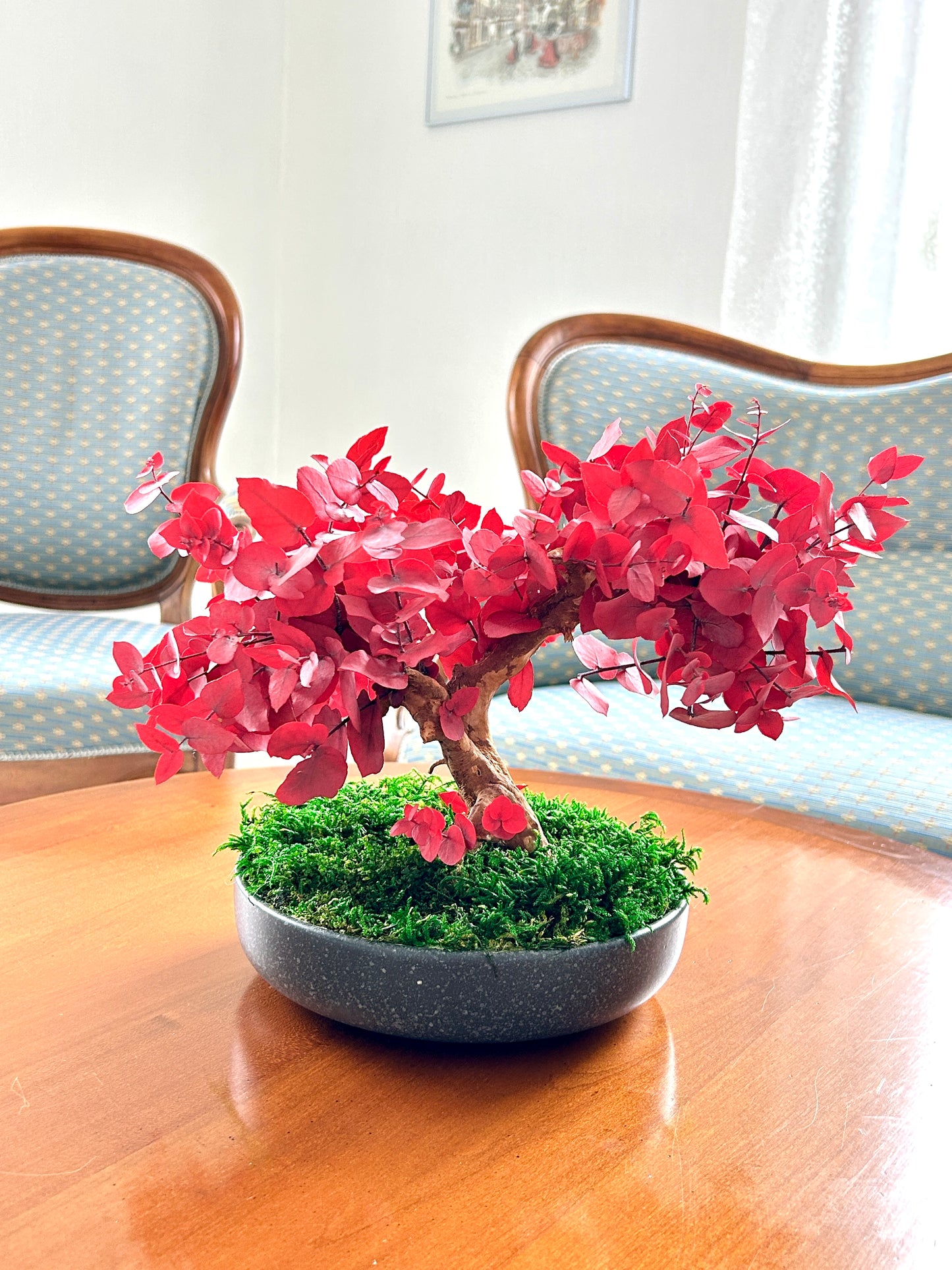 Bonsaï en eucalyptus stabilisé rouge, création végétale artisanale.
