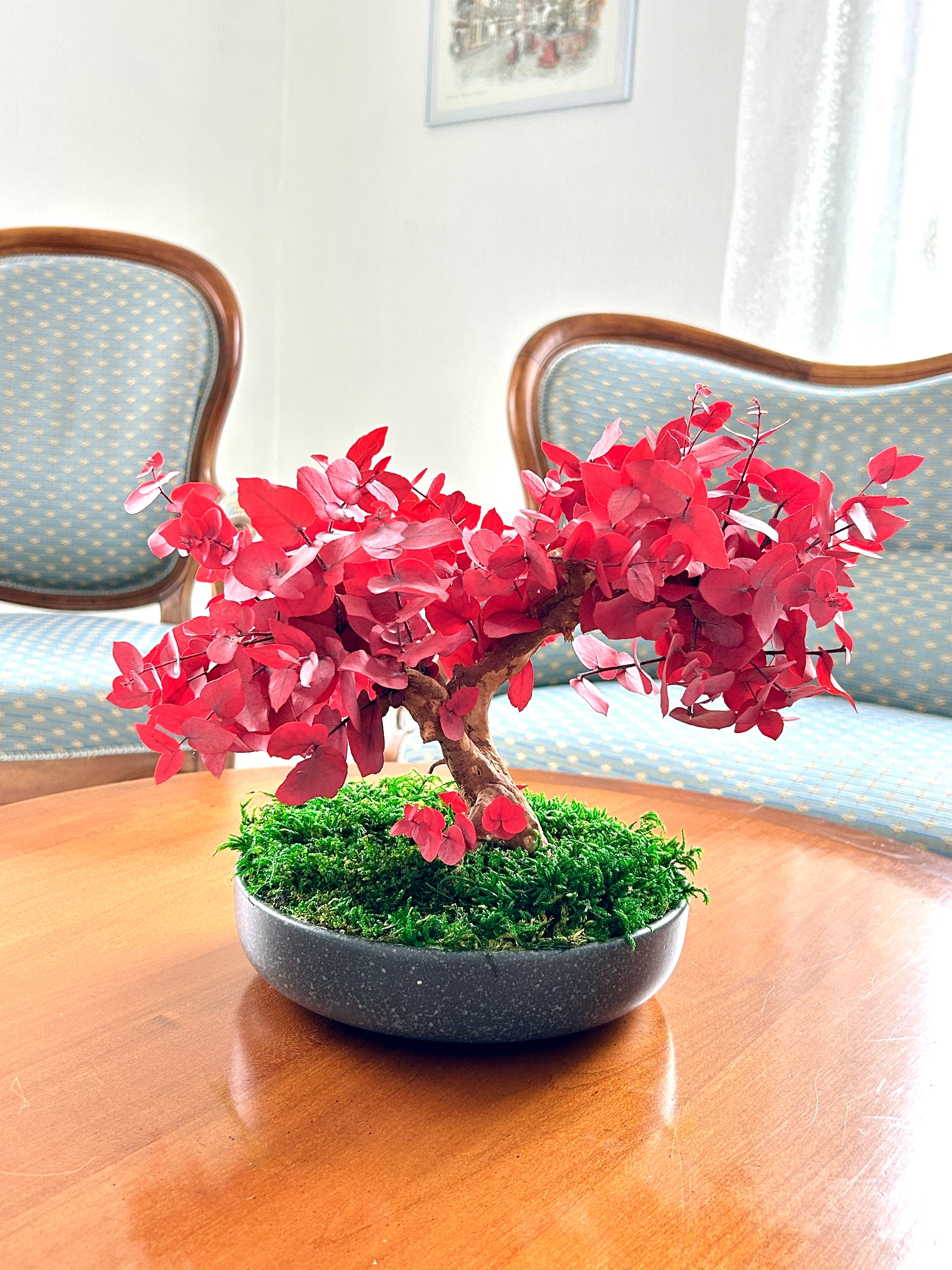 Bonsaï en eucalyptus stabilisé rouge, création végétale artisanale.
