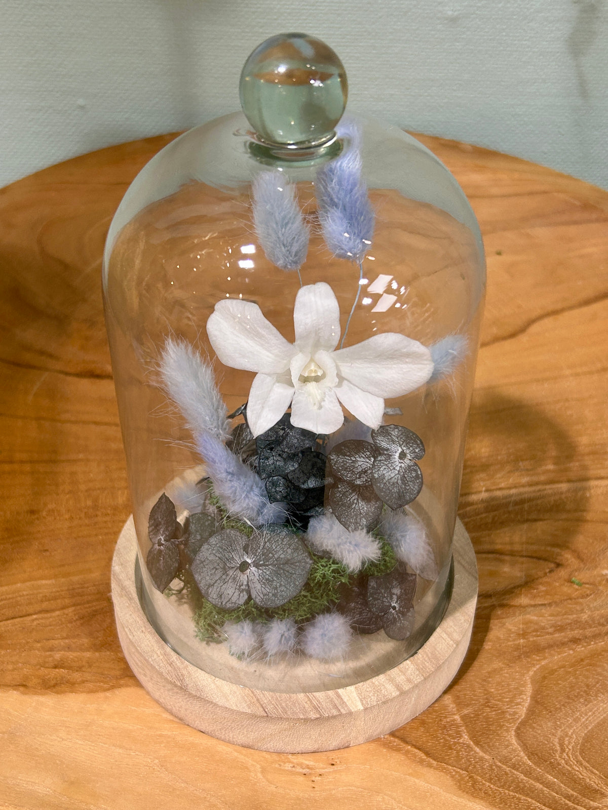 Orchidée blanche sous cloche en verre – Fleurs stabilisées Céleste