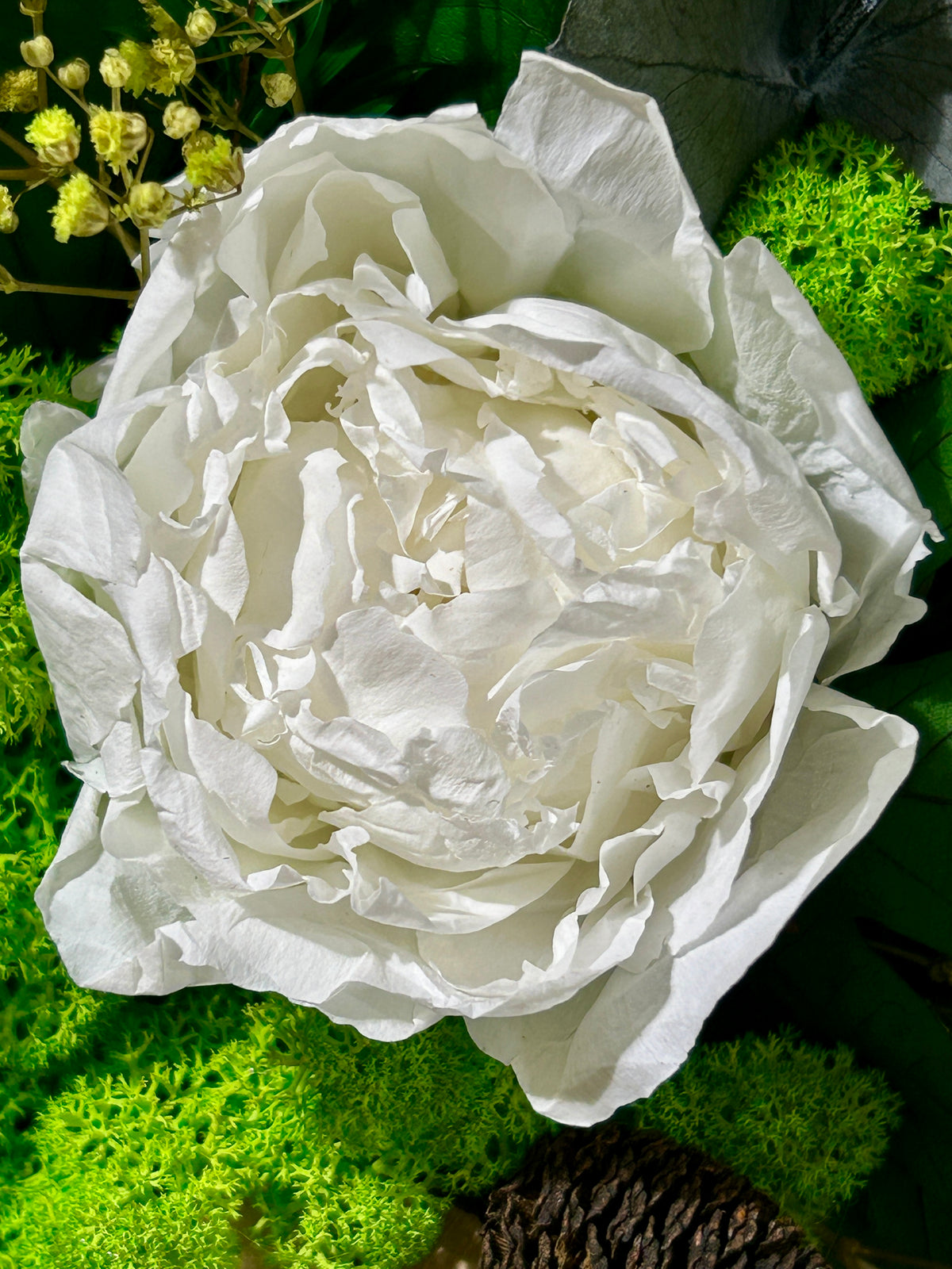 Cadre végétal stabilisé rectangulaire « Lily »