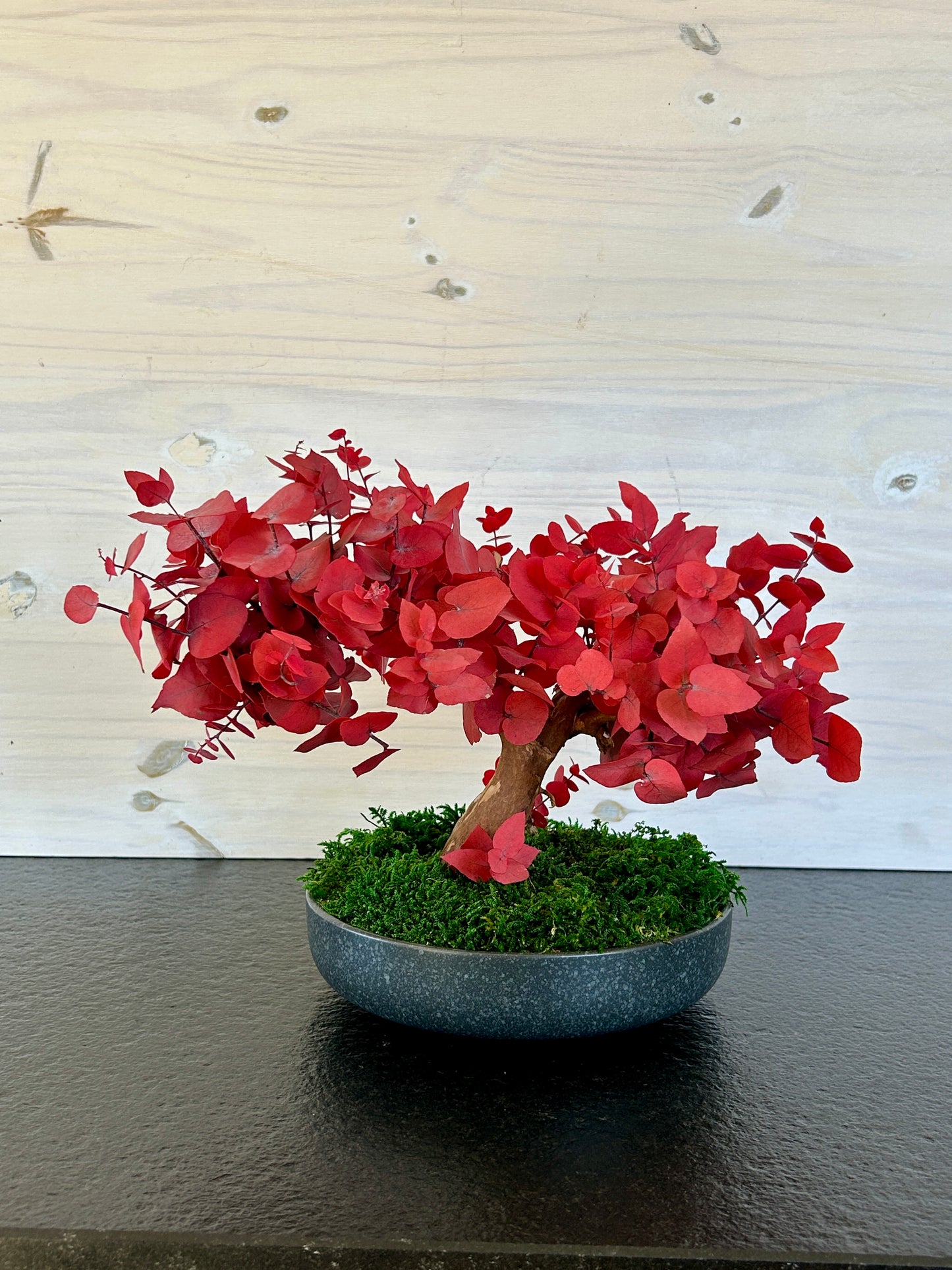 Bonsaï en eucalyptus stabilisé rouge exposé dans un intérieur moderne.
