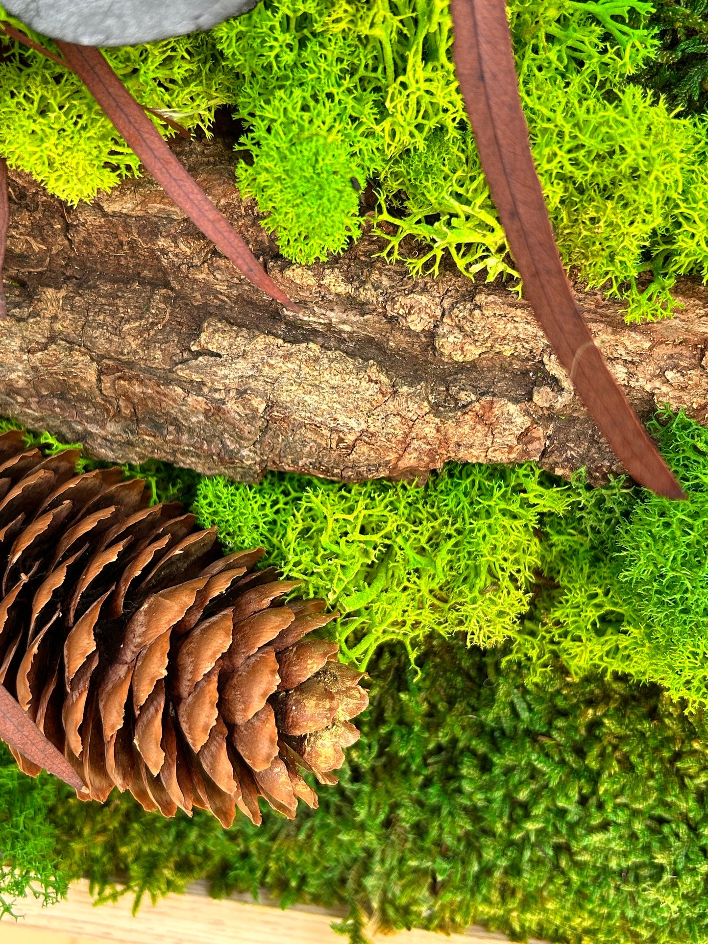Cadre végétal stabilisé “Forêt”