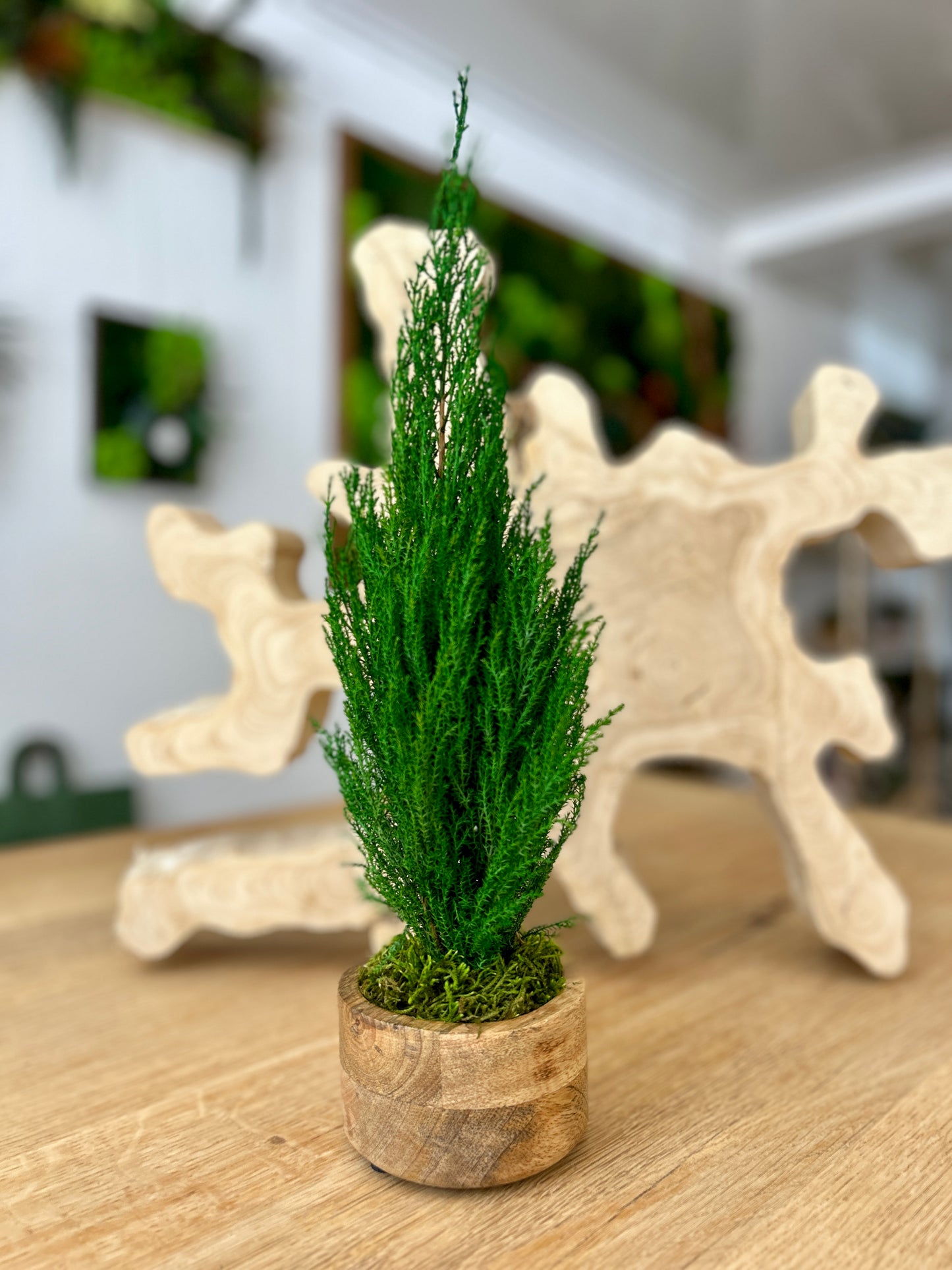Cyprès stabilisé en pot en bois de teck
