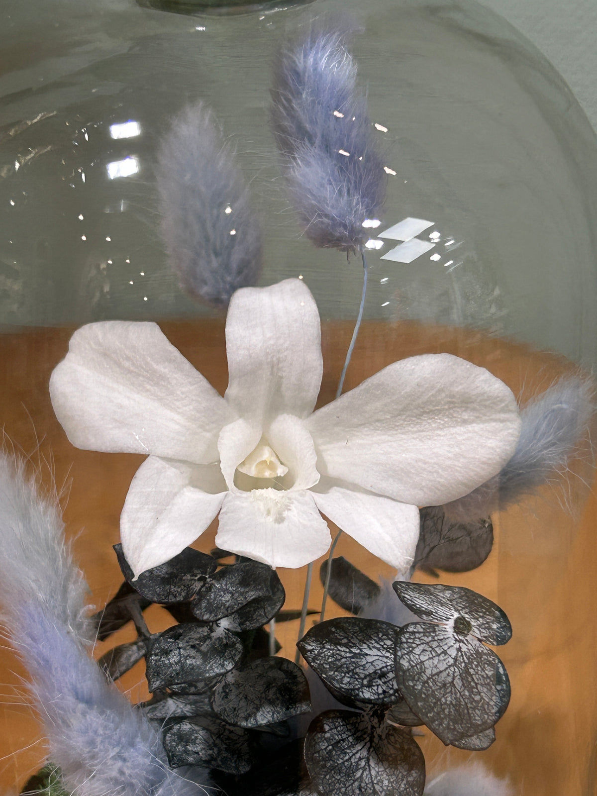 Orchidée blanche sous cloche en verre – Fleurs stabilisées Céleste