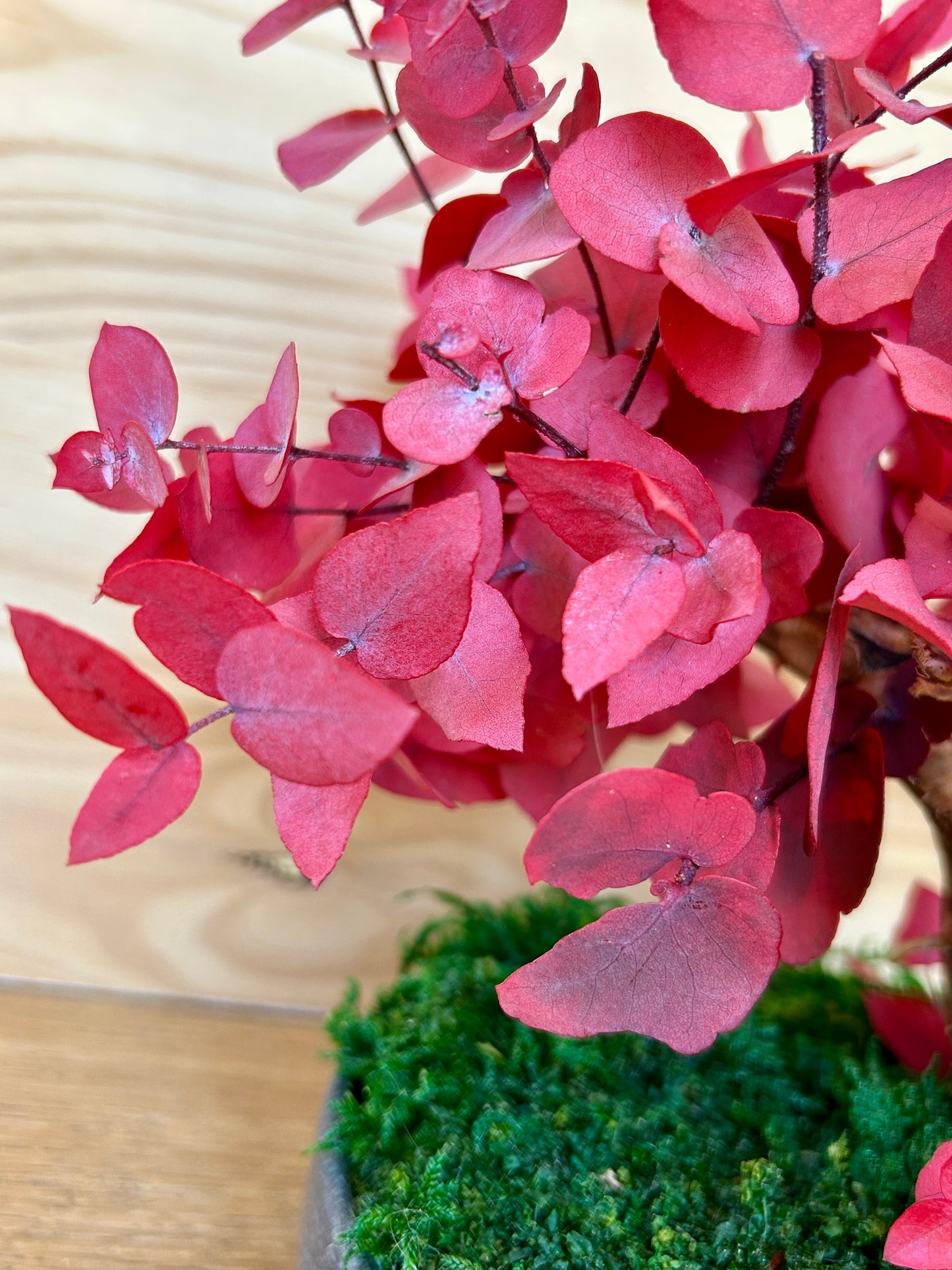 Bonsaï stabilisé “Kurenai”