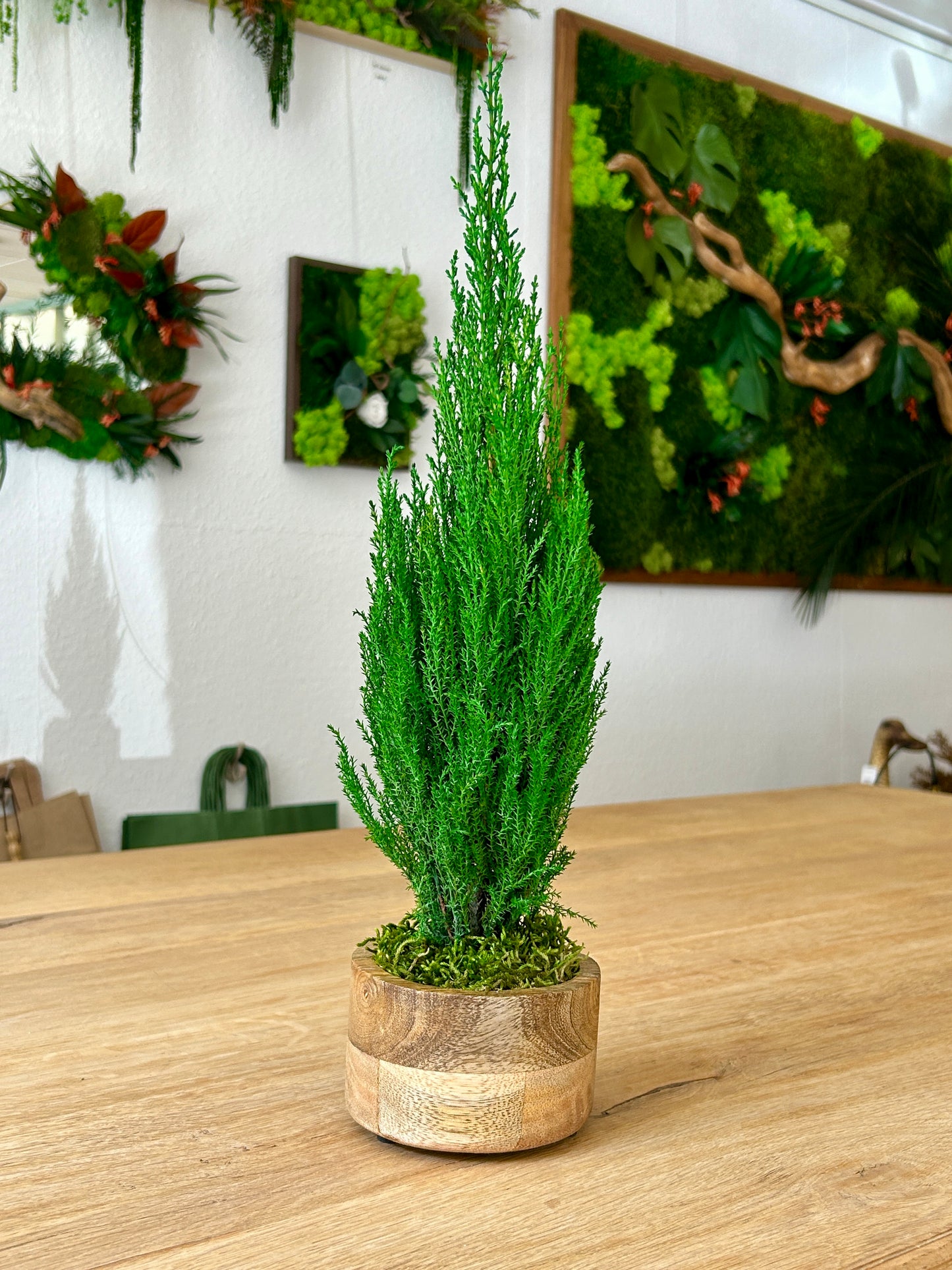 Cyprès stabilisé en pot en bois de teck