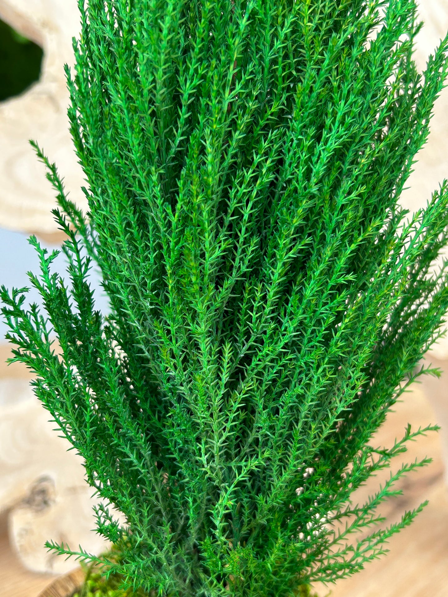 Cyprès stabilisé en pot en bois de teck
