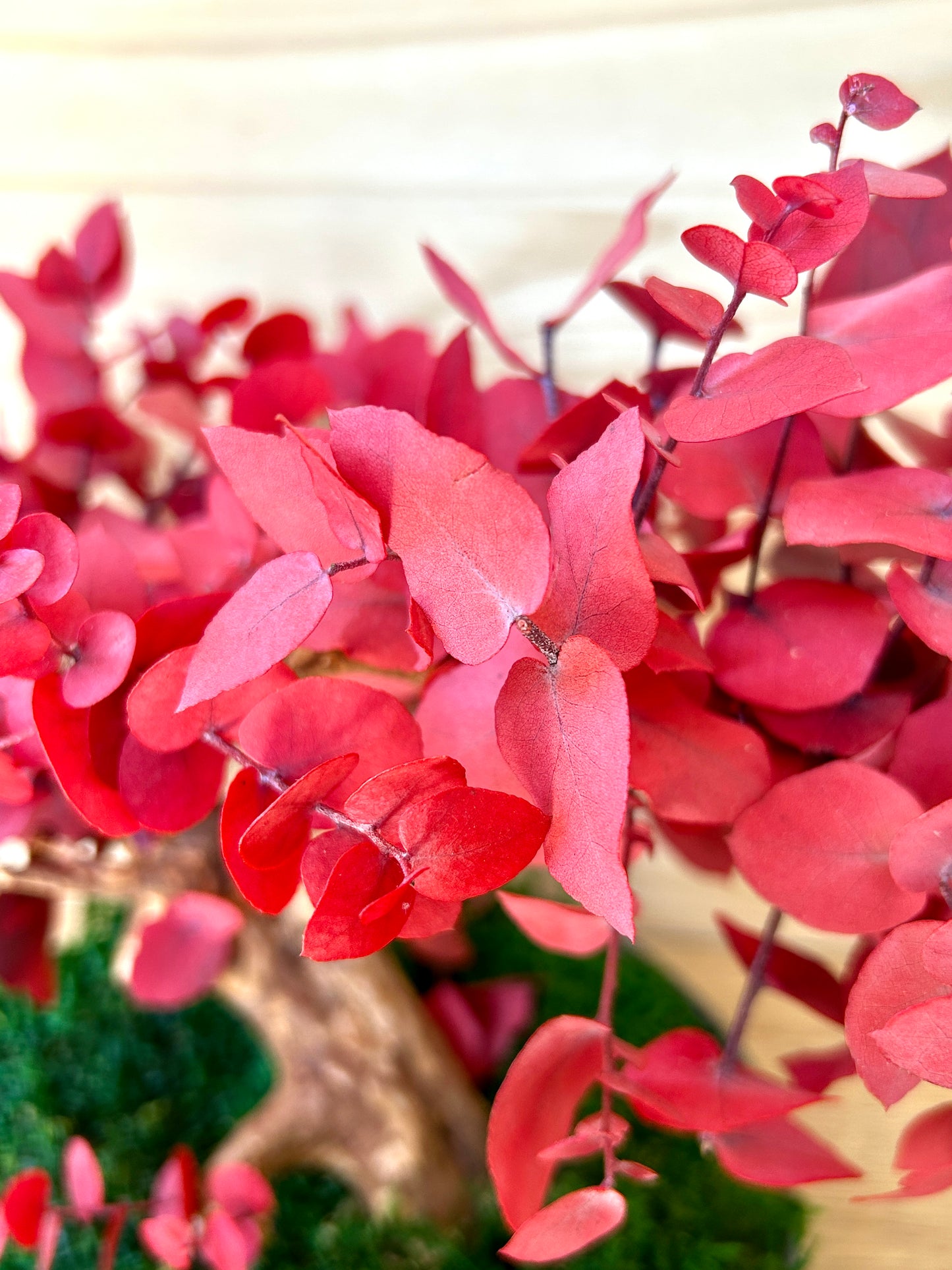 Composition végétale avec eucalyptus stabilisé rouge en bonsaï.

