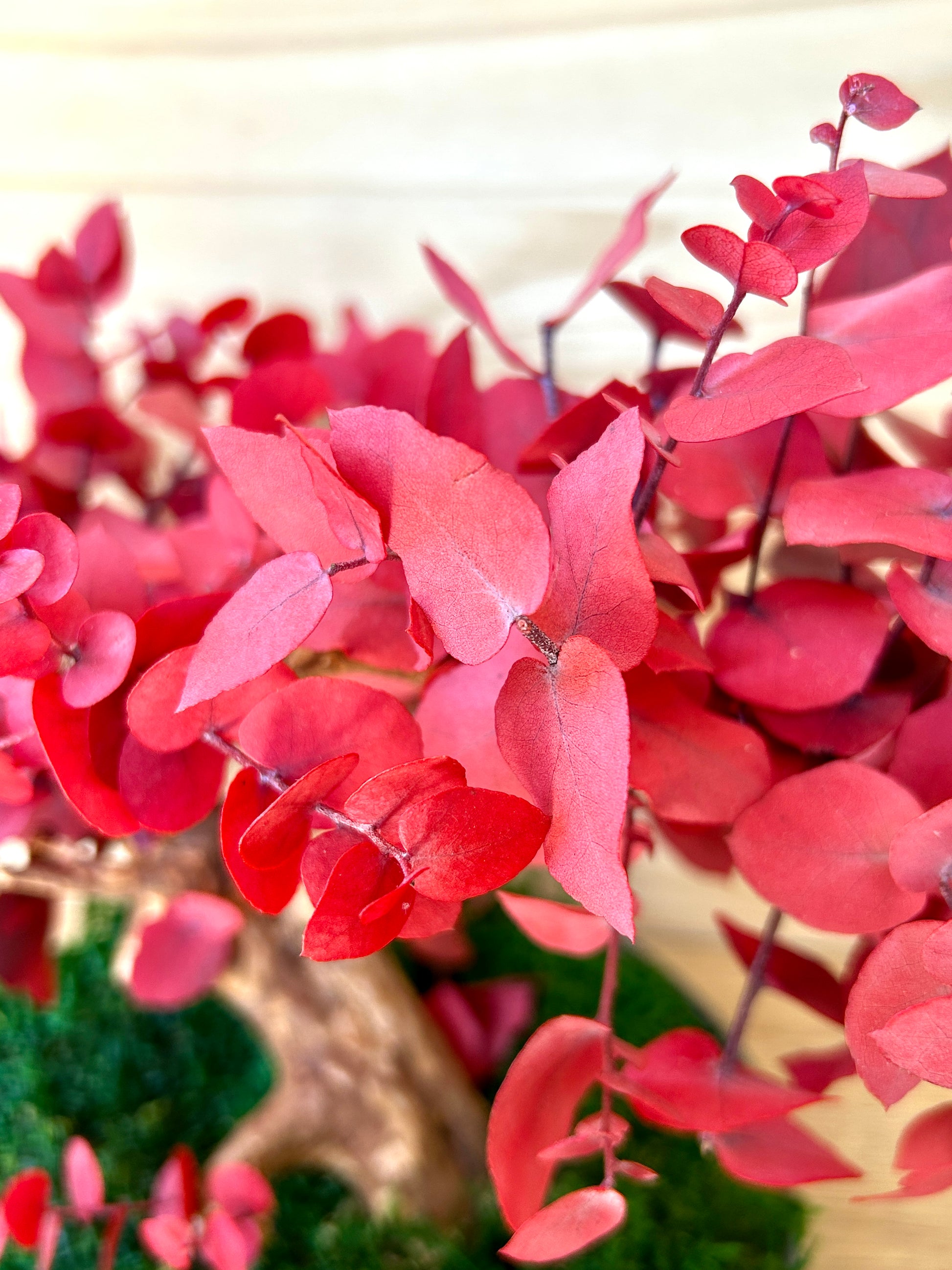 Composition végétale avec eucalyptus stabilisé rouge en bonsaï.
