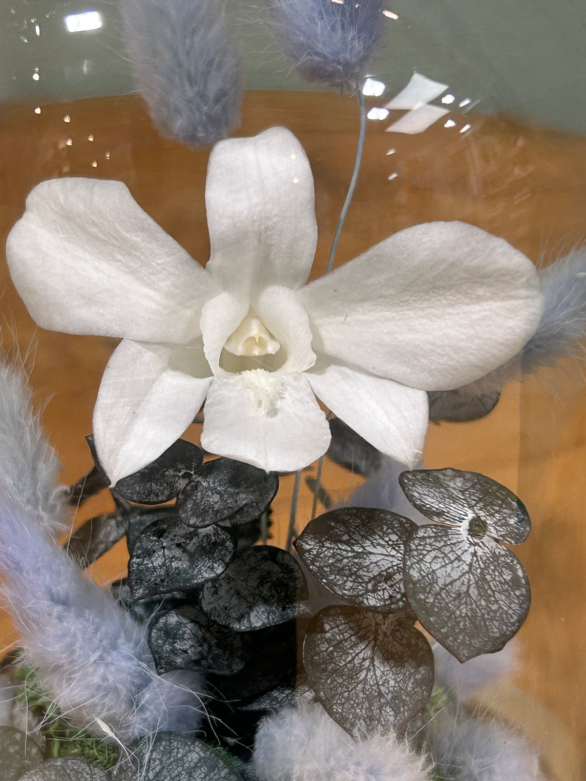 Orchidée blanche sous cloche en verre – Fleurs stabilisées Céleste