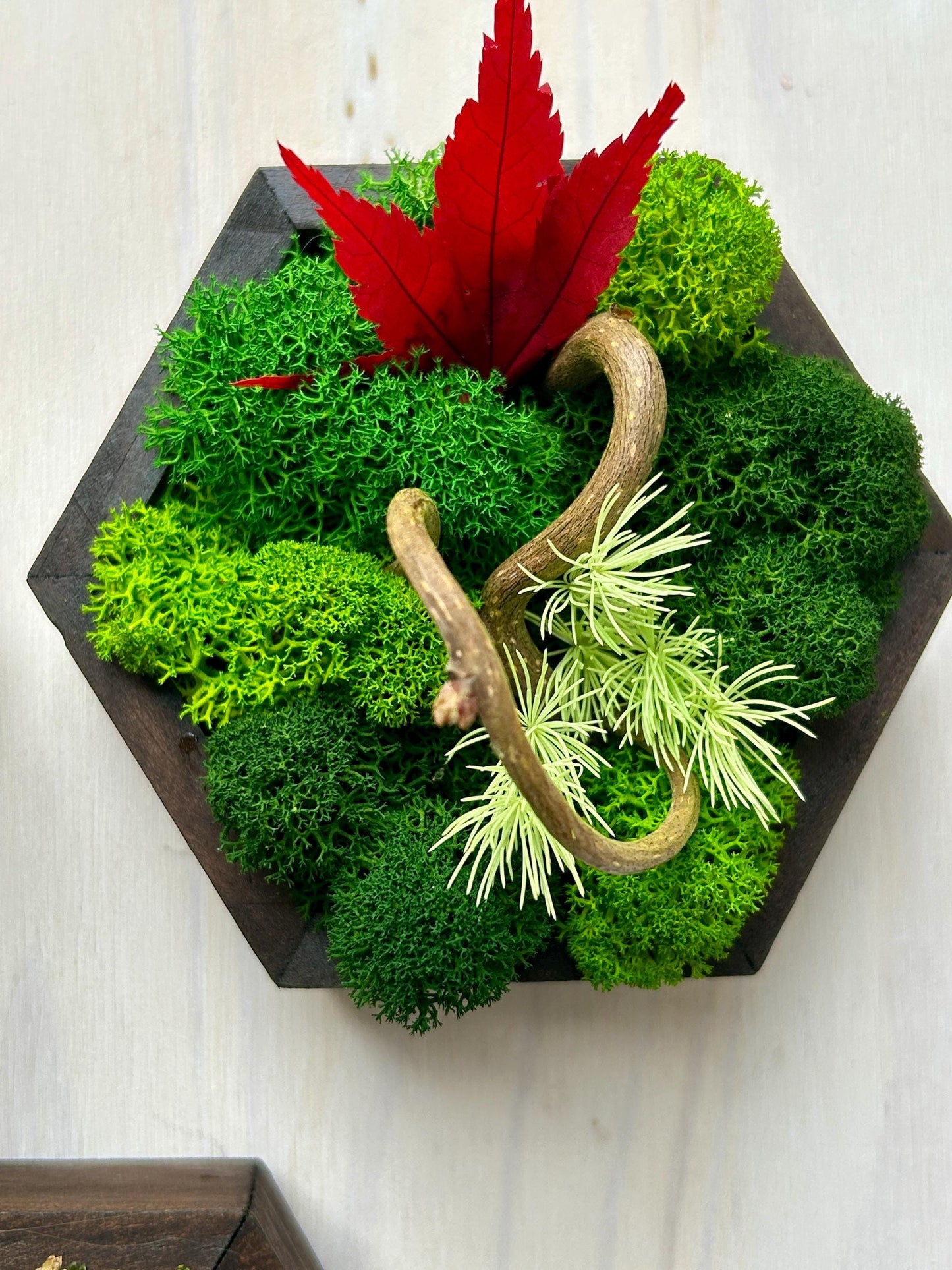 Ensemble de 4 cadres végétaux stabilisés – “Jeu de formes”