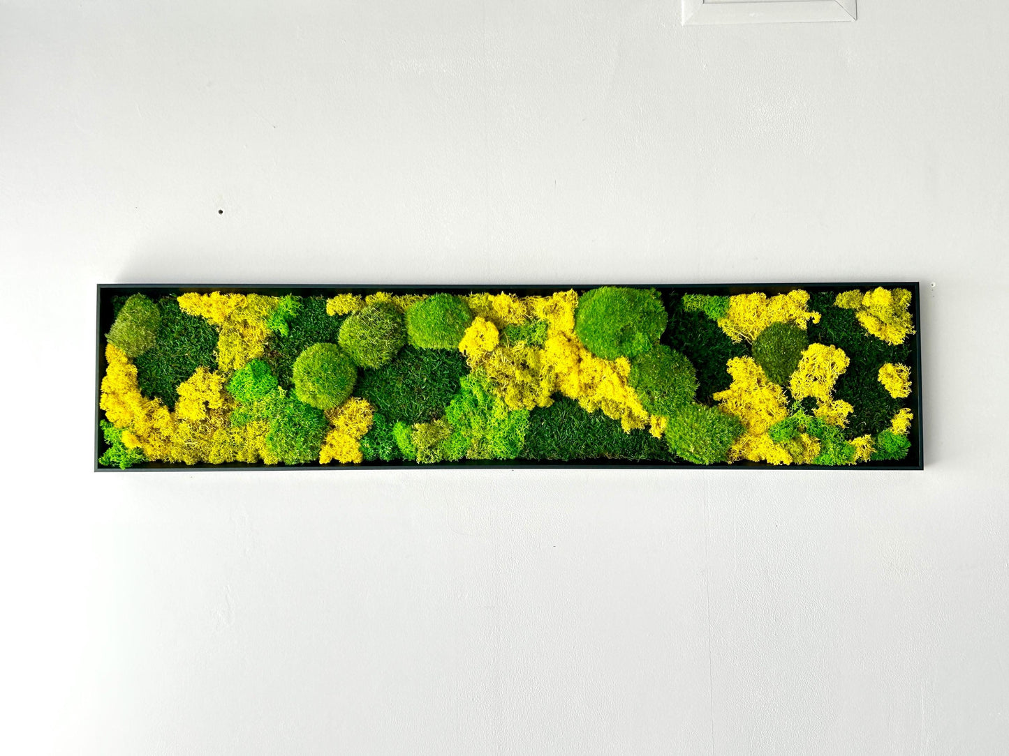 Tableau végétal stabilisé « Terra Nova »