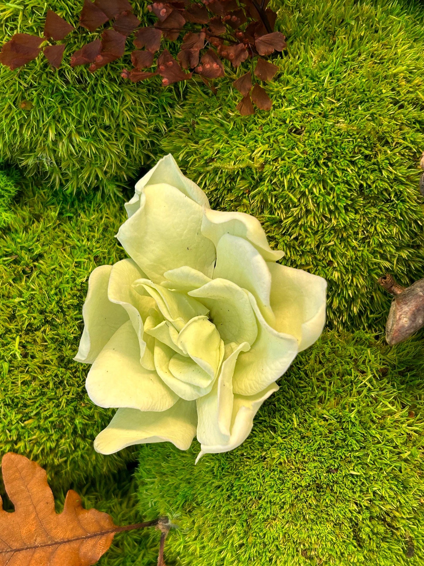 Tableau végétal stabilisé carré “Floraison ivoire”