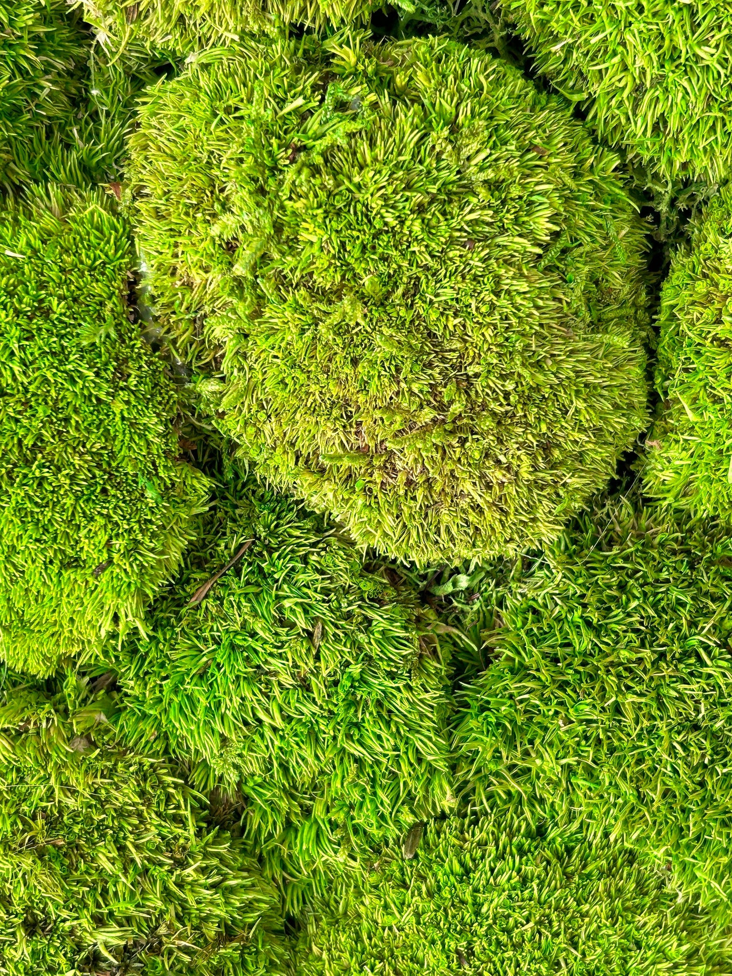 Tableau végétal stabilisé “Isla”