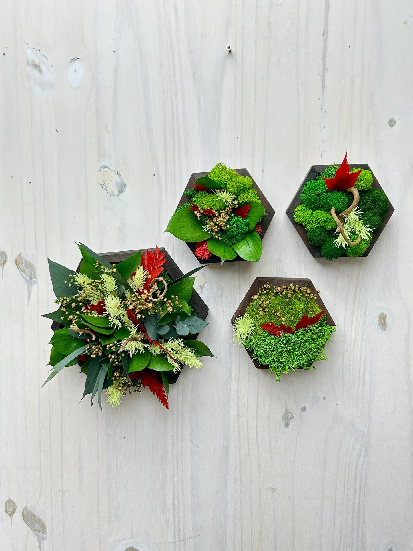 Ensemble de 4 cadres végétaux stabilisés – “Jeu de formes”