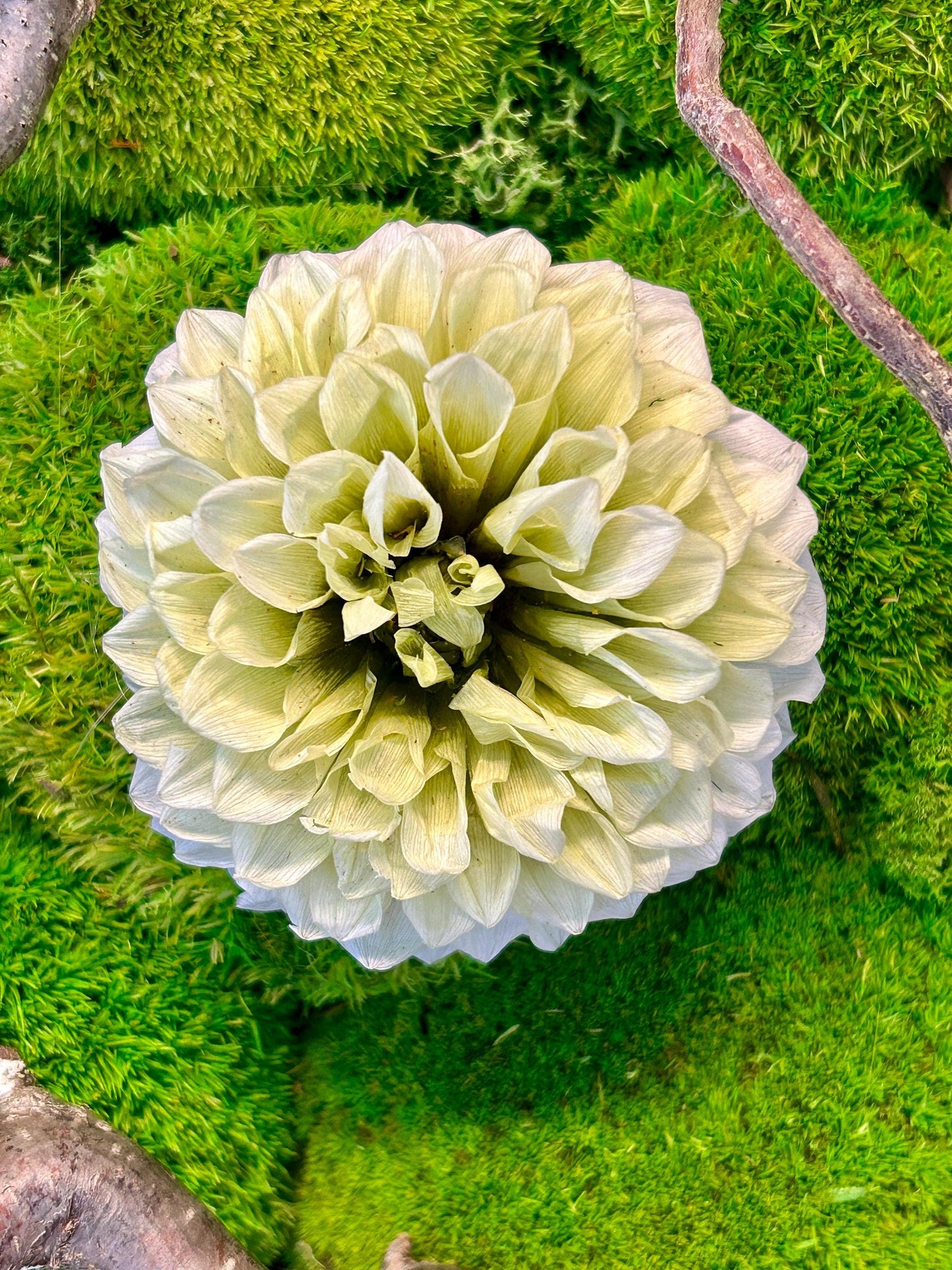 Tableau végétal stabilisé carré “Floraison ivoire”
