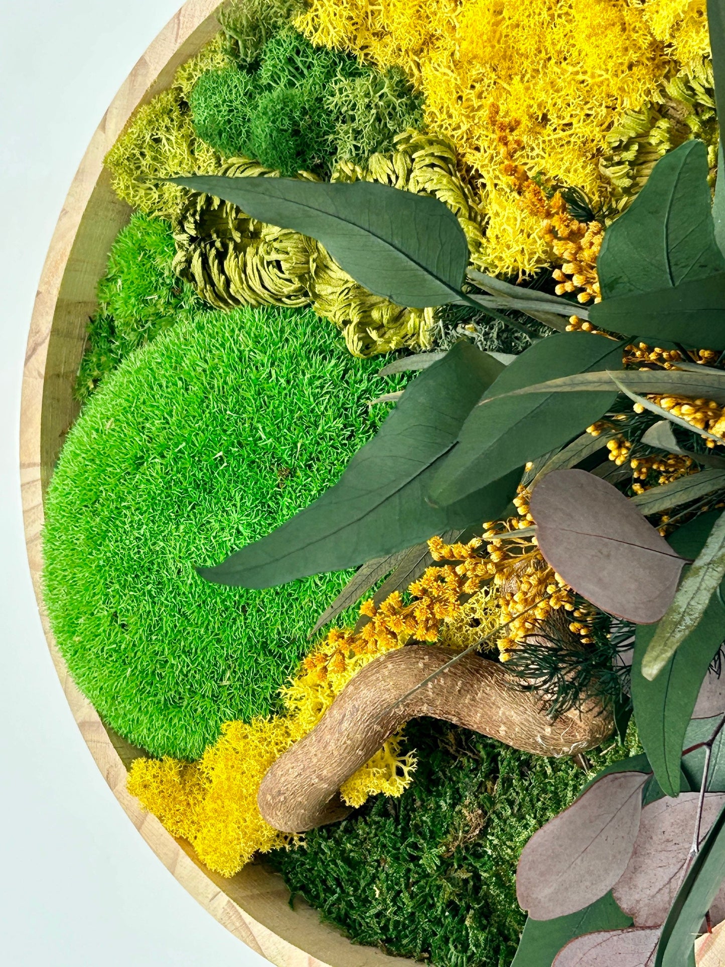 Tableau végétal stabilisé “Solaria”