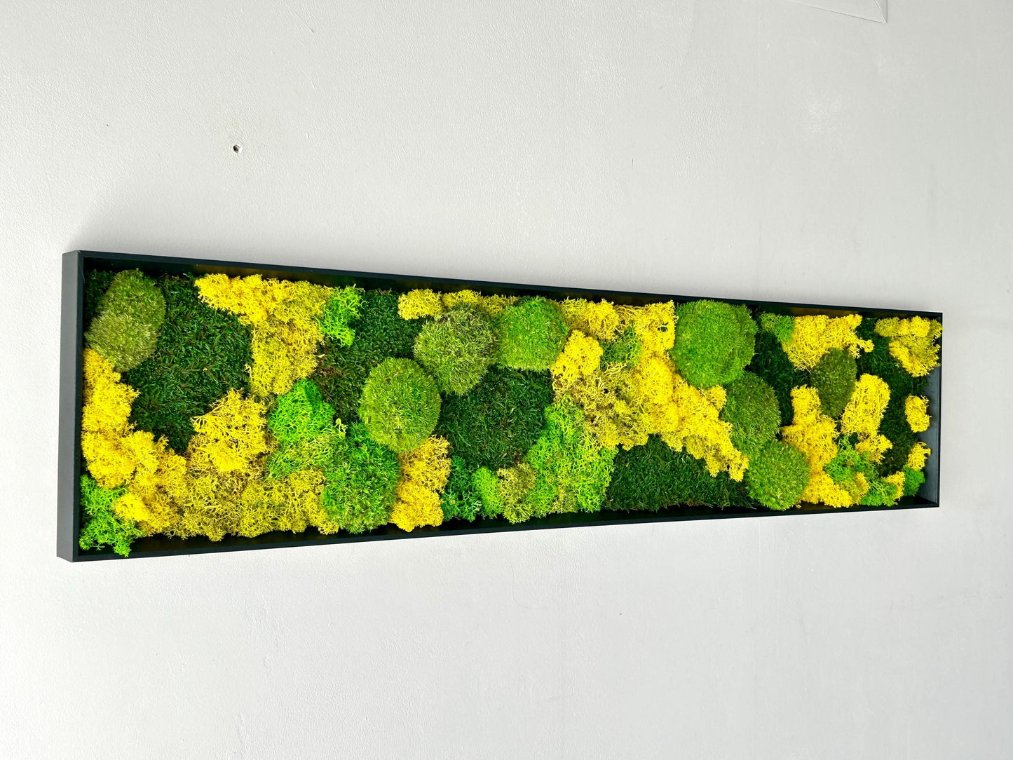 Tableau végétal stabilisé « Terra Nova »